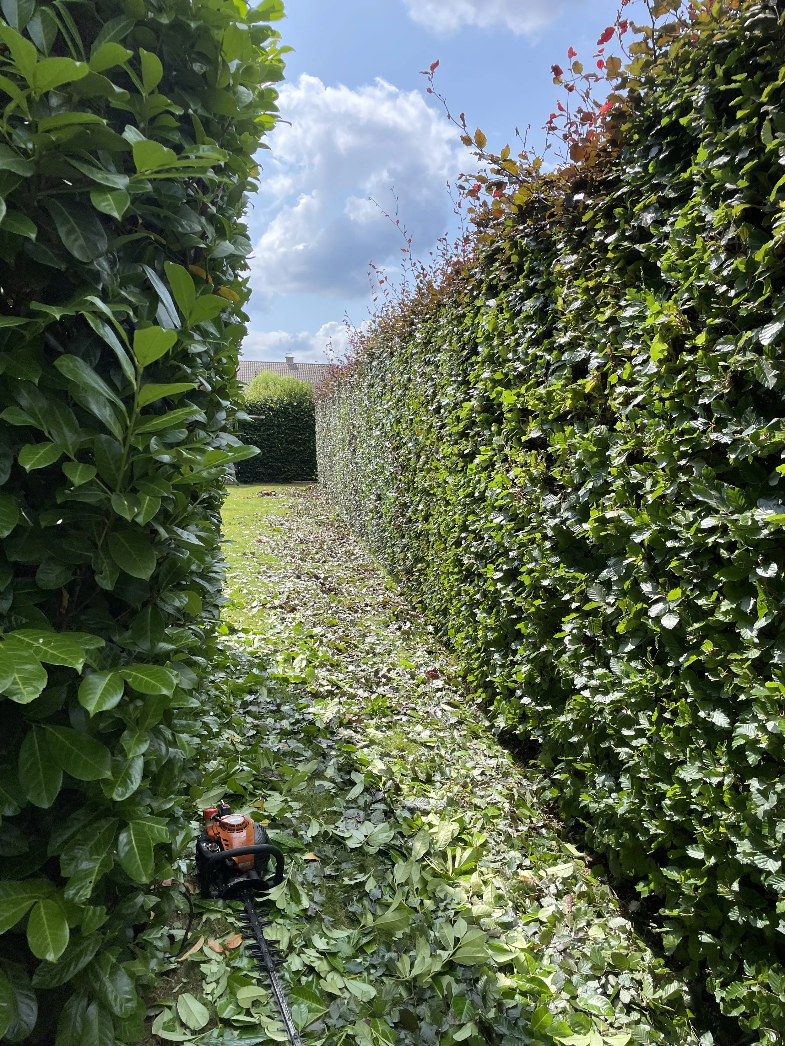 Hedge trimming with a leaf blower on a bright, sunny day with a partly cloudy sky.
