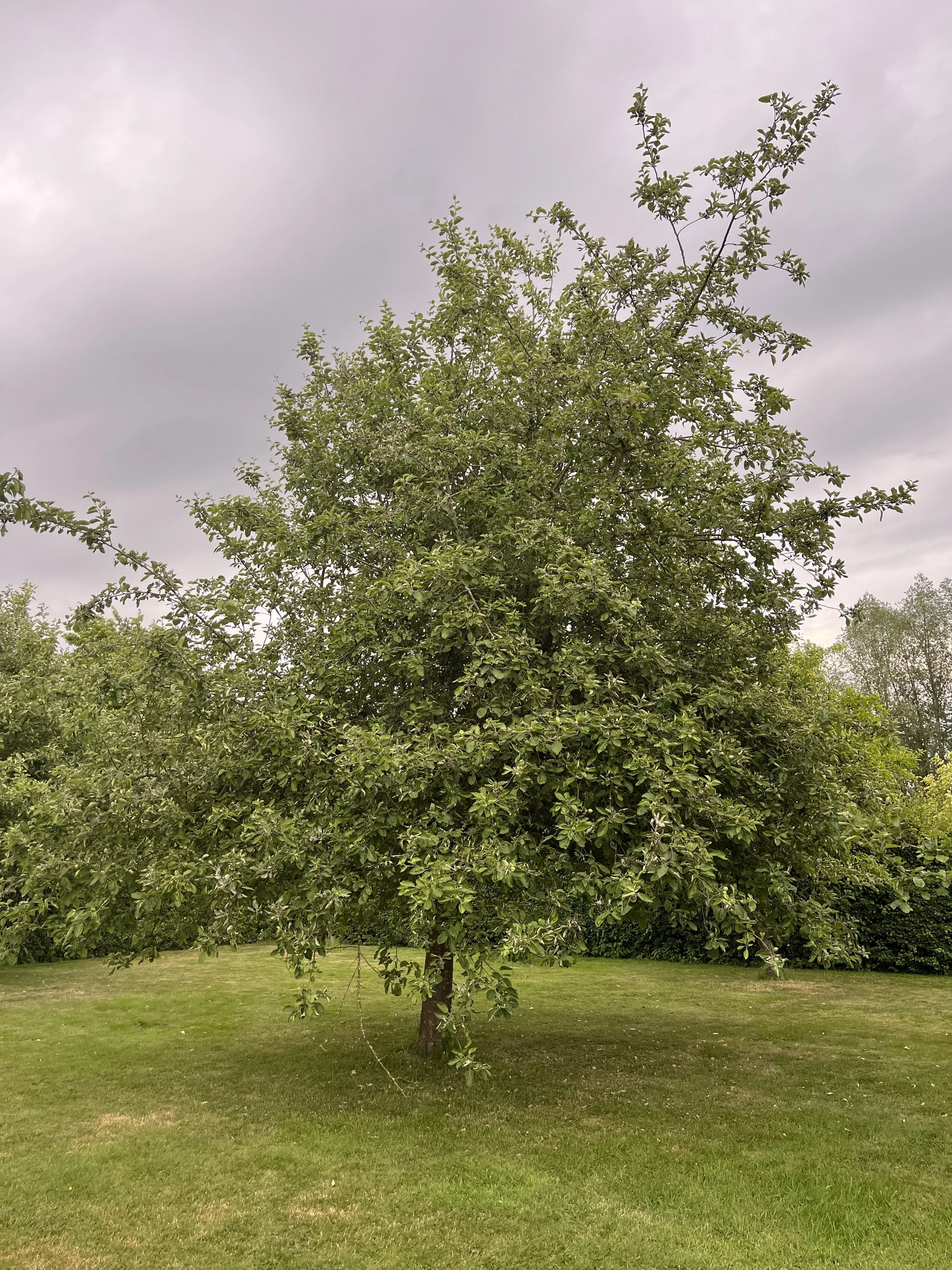 A large leafy tree standing alone on a grassy field under an overcast sky.