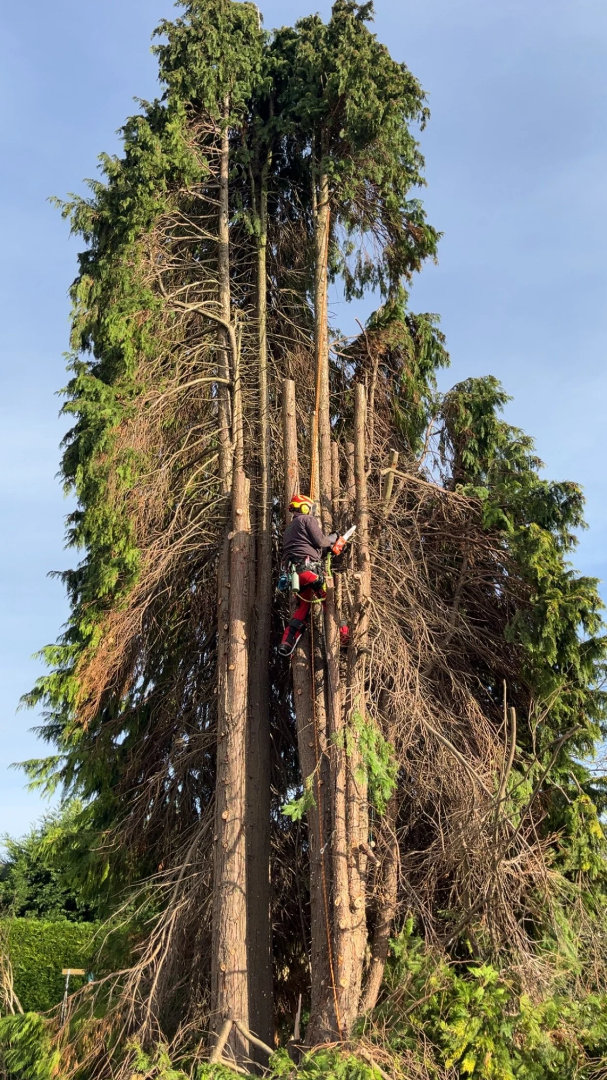 Tree climber in safety gear on tall tree with green foliage, blue sky in background.