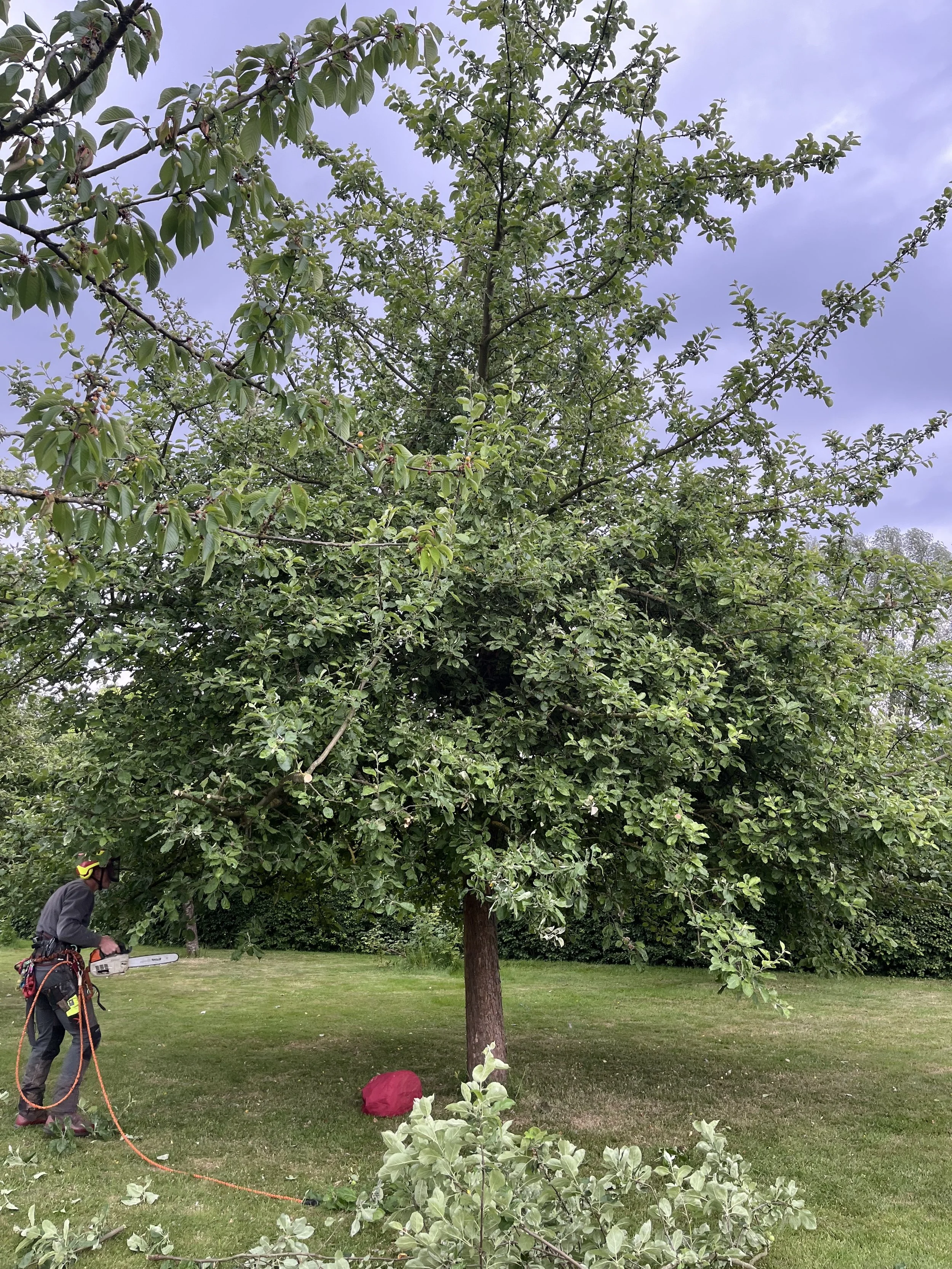 A person wearing safety gear and using a chainsaw to trim branches from a large green tree in a park or yard.