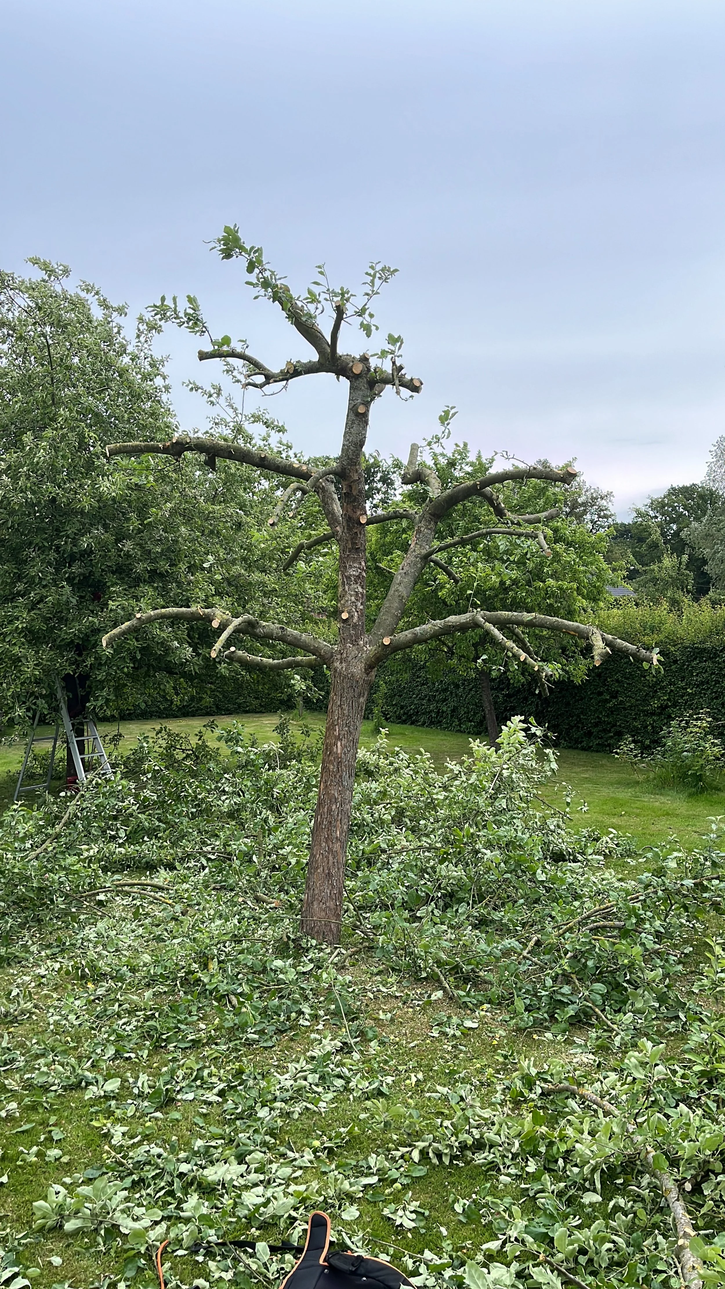 A tree with several branches cut, surrounded by fallen branches and leaves in a backyard with green grass and other trees.