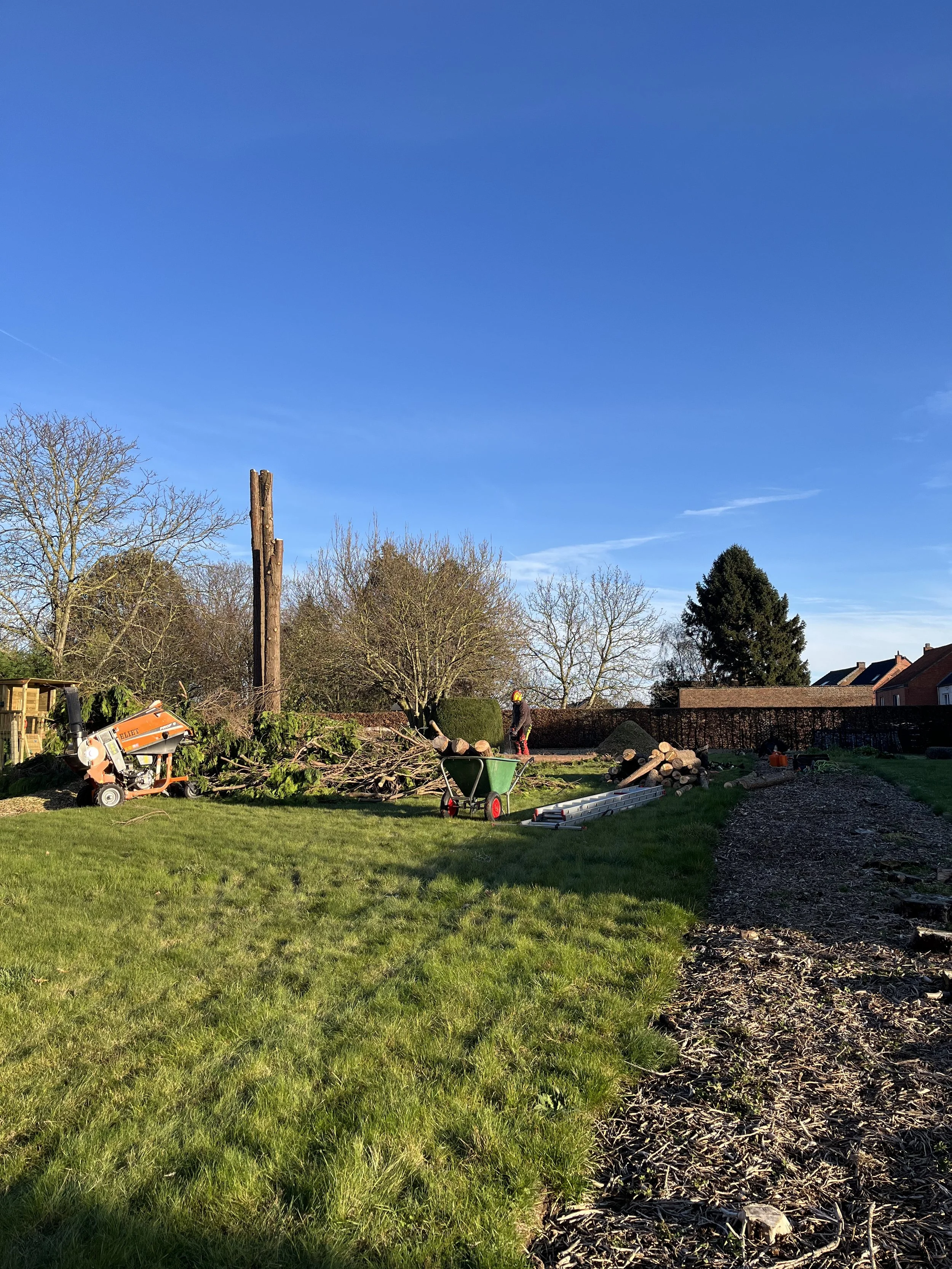 A backyard scene with a clear blue sky, a worker cutting a large tree with equipment, a green wheelbarrow, logs, and chopping tools, with houses and trees in the background.
