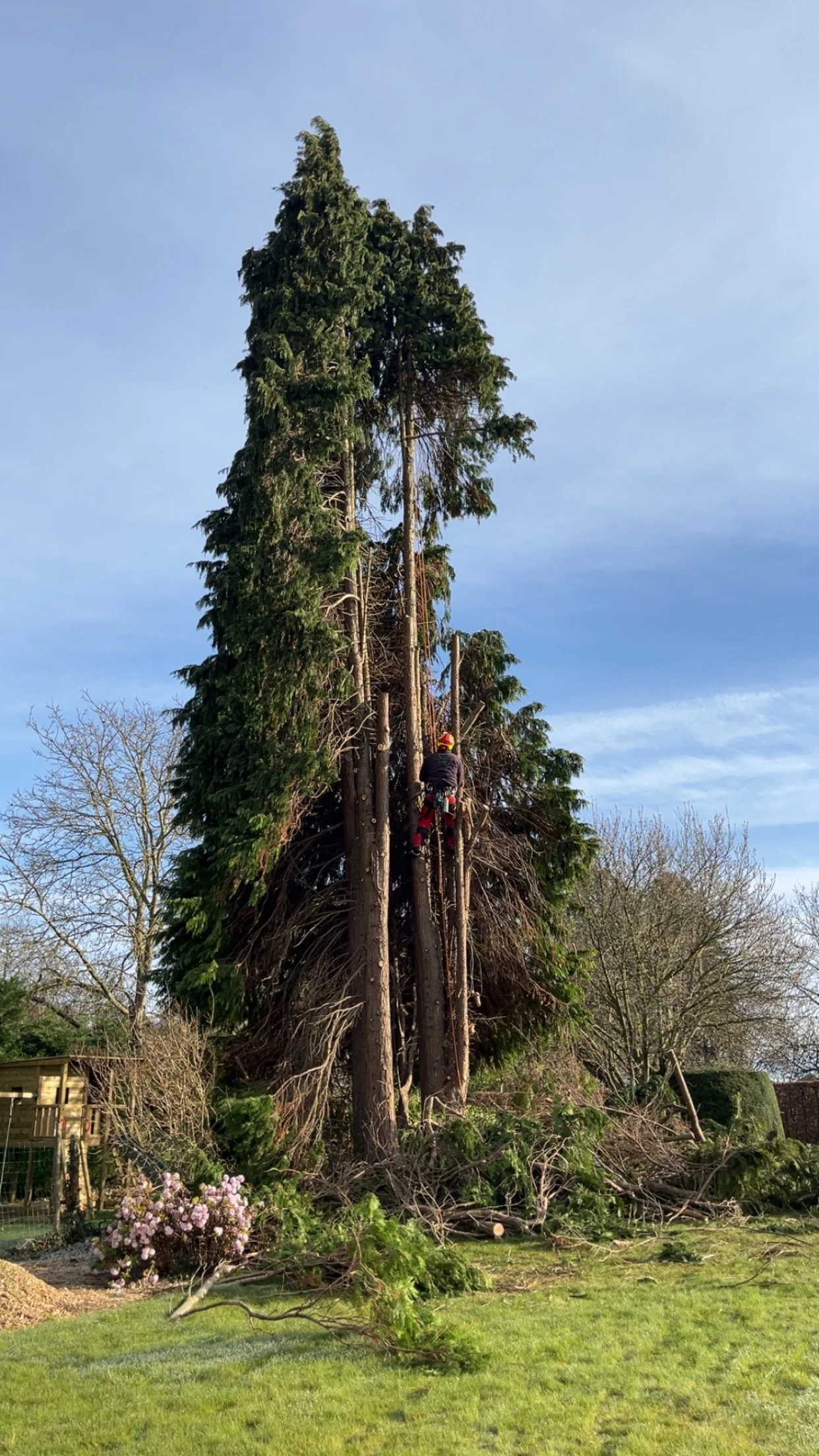A person climbing a large, old tree with broken branches and some fallen branches on the ground, in a garden with a grassy lawn and flowering bushes.