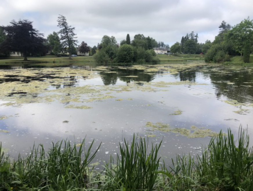 Before picture of a private pond in Sammamish Milfoil Mercenaries cleared of milfoil, cattails, lily pads, etc. We removed lake weeds offsite for compost as our mission is to be eco-friendly.