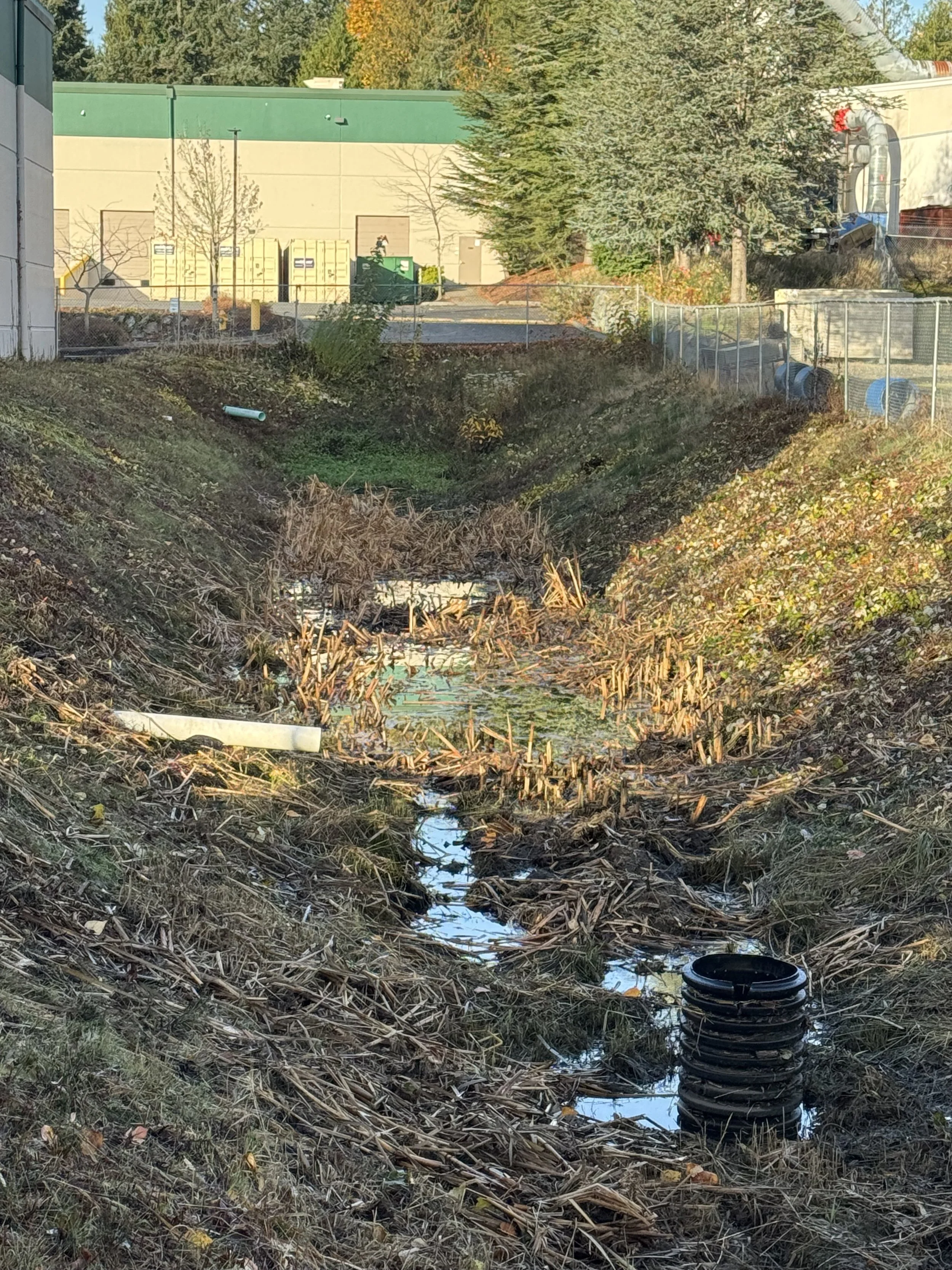After picture of Milfoil Mercenaries removal of invasive lake weeds like eurasian milfoil, cattails, etc from this drainage pond. 