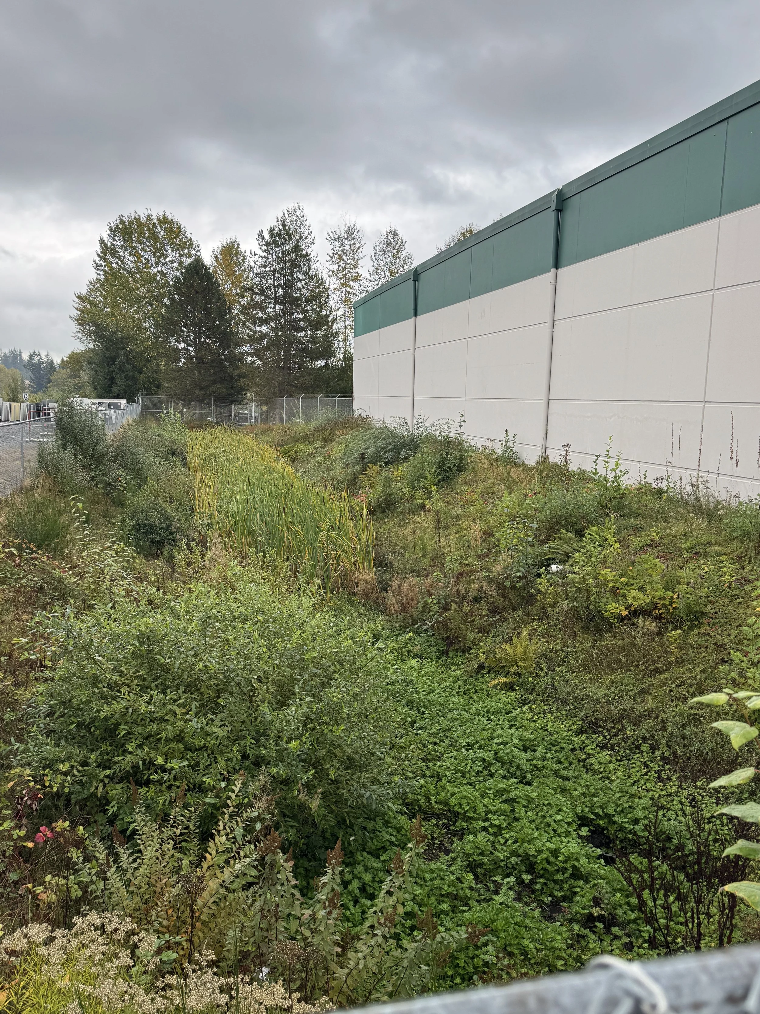 Before picture of an overgrown drainage pond with invasive weeds like cattails in Bellevue, WA. Milfoil Mercenaries was contracted to remove and compost the organic material.