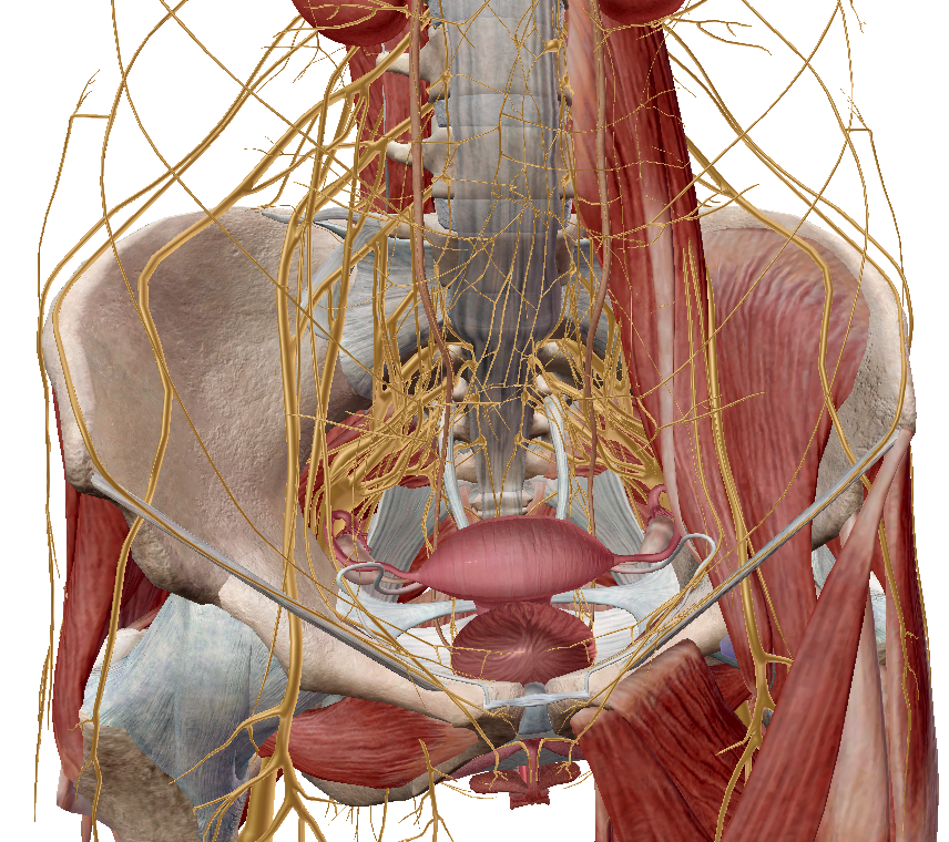 Pelvis &amp; the Nervous System