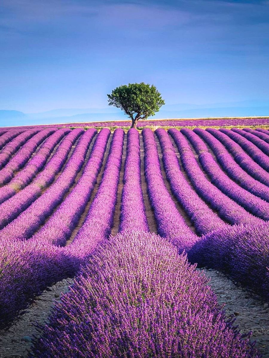 A vibrant purple lavender field with neatly arranged rows of lavender plants and a single green tree in the background under a clear blue sky.