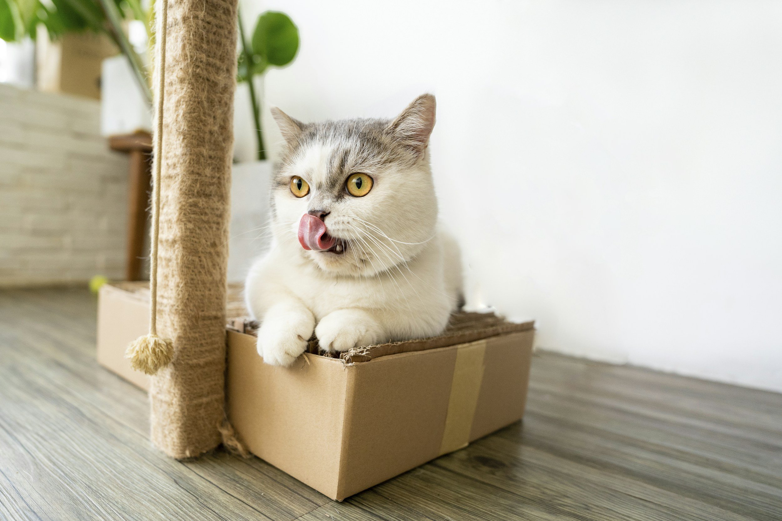 Gray and white cat with yellow eyes sitting inside a cardboard box on a wooden floor, licking its lips.