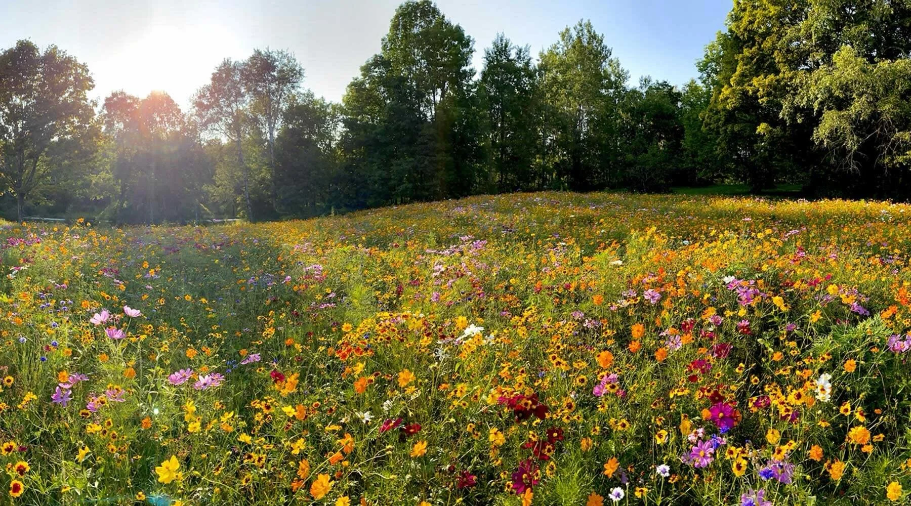 Transform an old tired tacky meadow into a haven for nature 🌼🐝

Creating a wild flower meadow is one of the best ways to support bees, butterflies, and local wildlife while adding beautiful colour and texture to your landscape. From choosing the ri