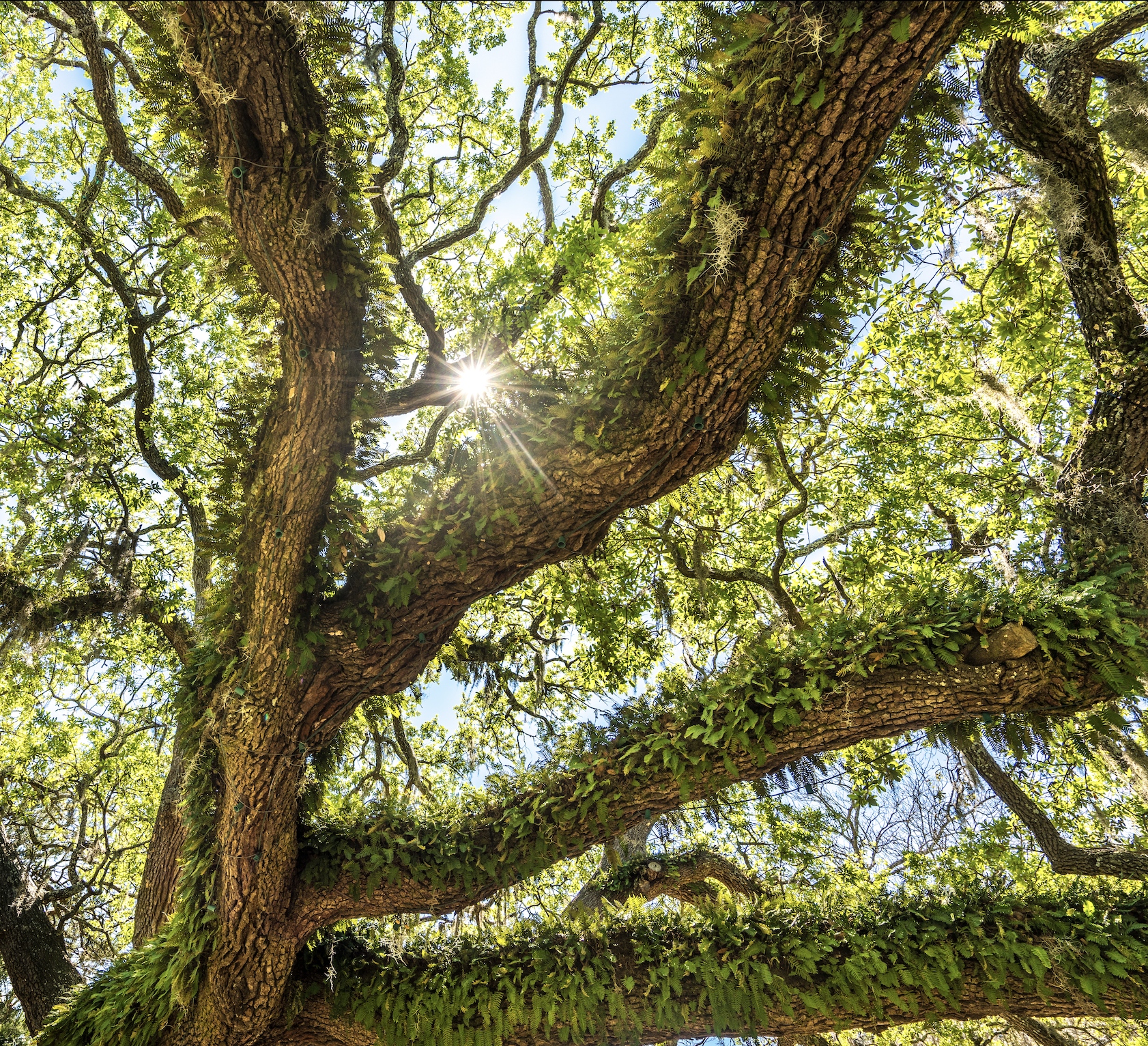 Looking up at a large tree with thick, textured bark and sprawling branches covered in green leaves, sunlight shining through the leaves and creating a starburst effect.