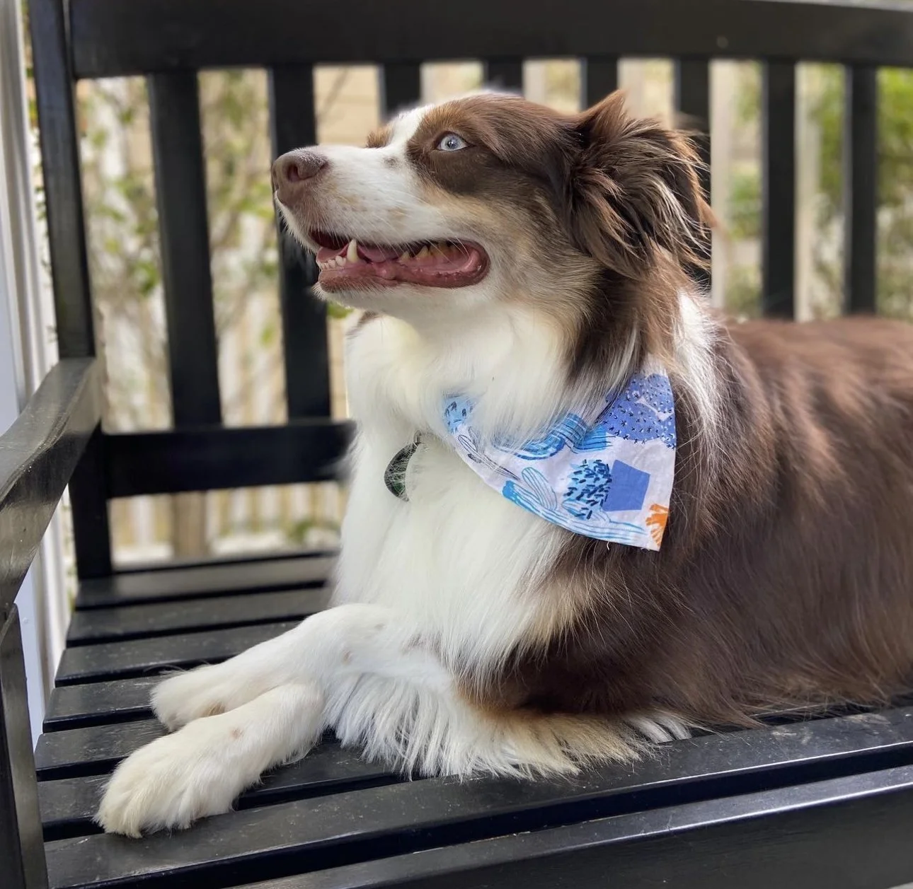 Prepping Your Pet for the Camera