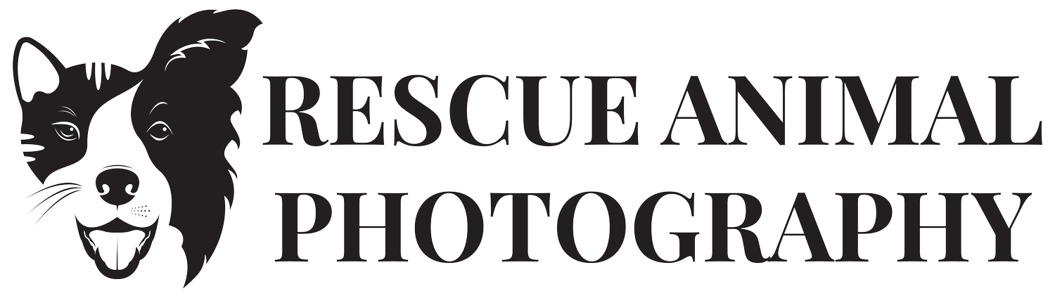 Rescue Animal Photography