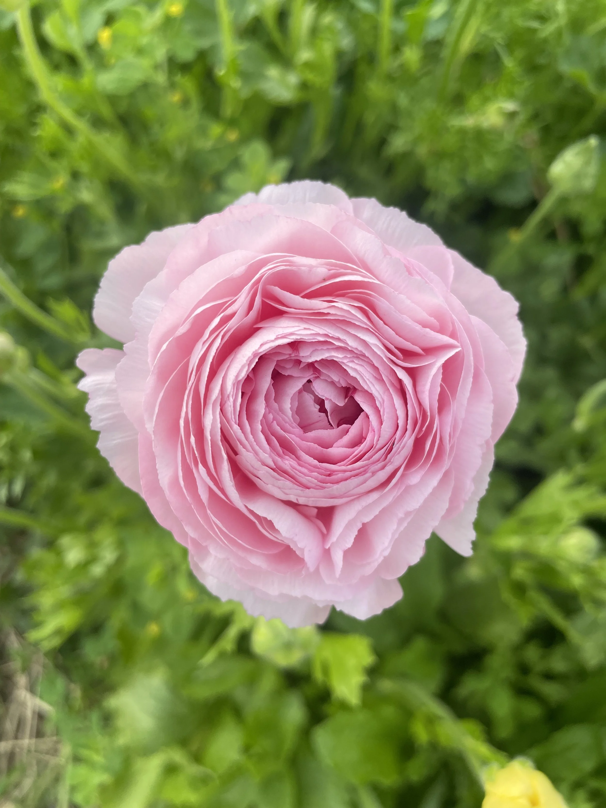 Worth the wait: ranunculus season