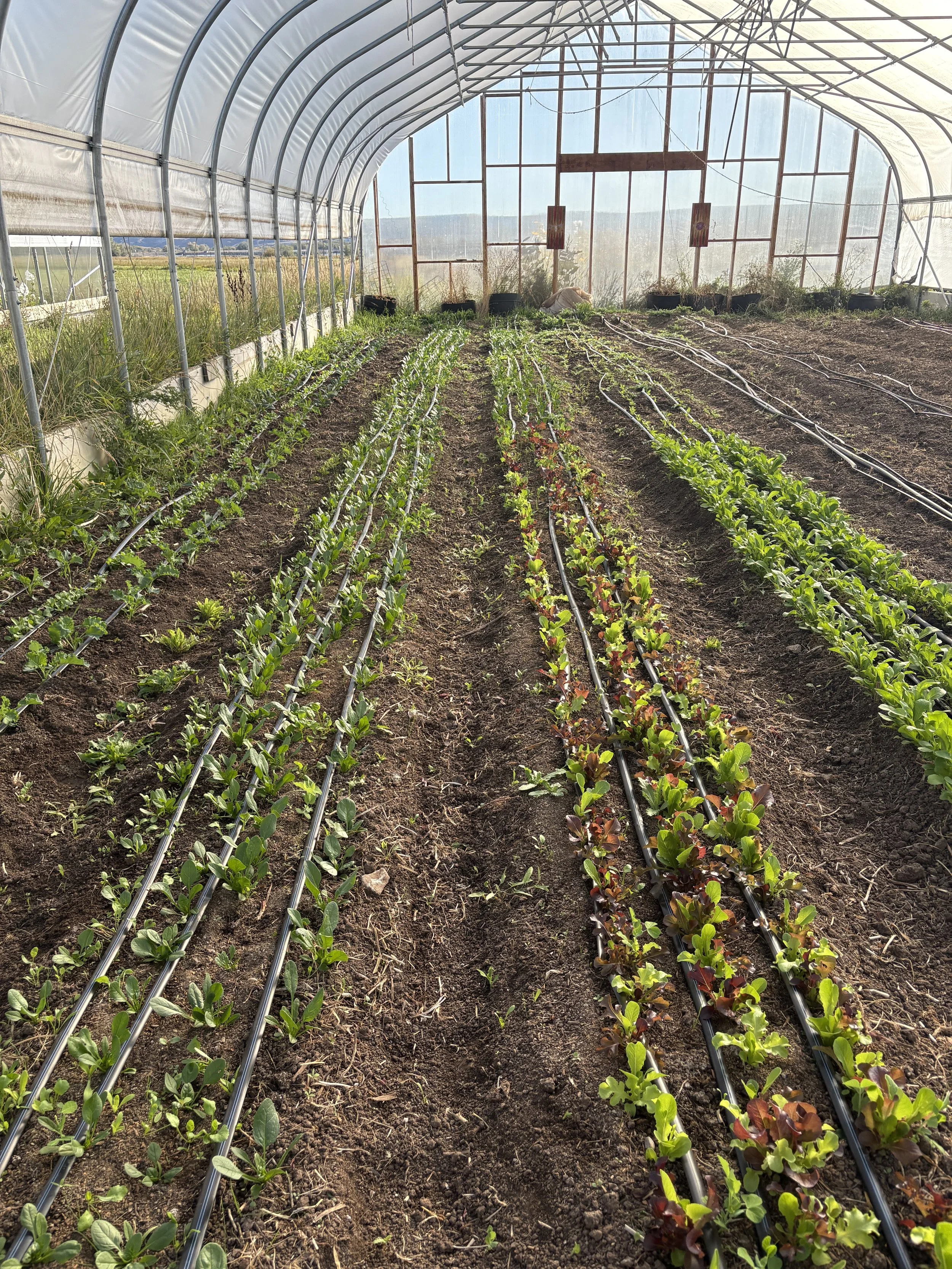 Another Persephone Period is behind us.