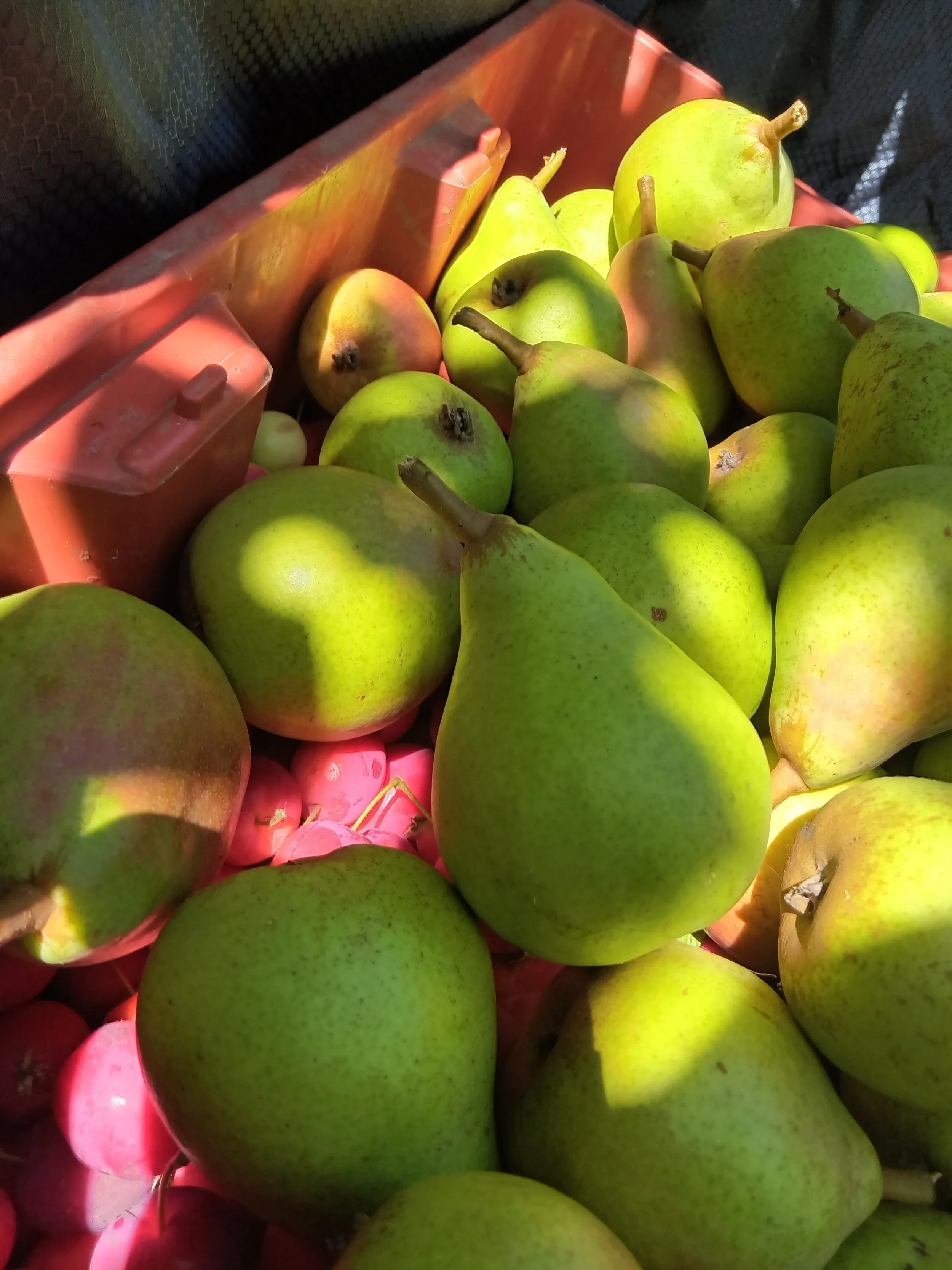 Pruning / Harvesting