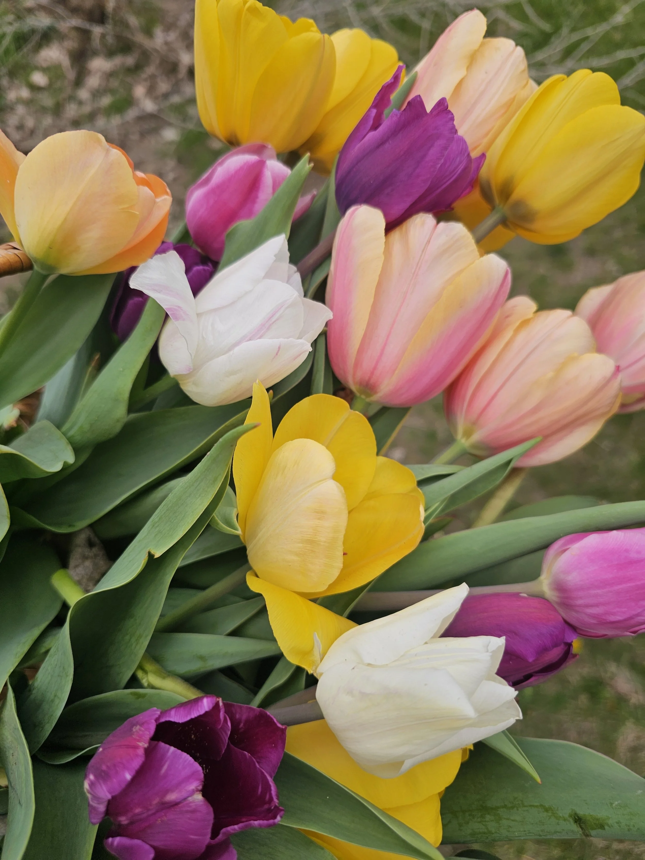 What to Expect at a U-Pick Flower Farm