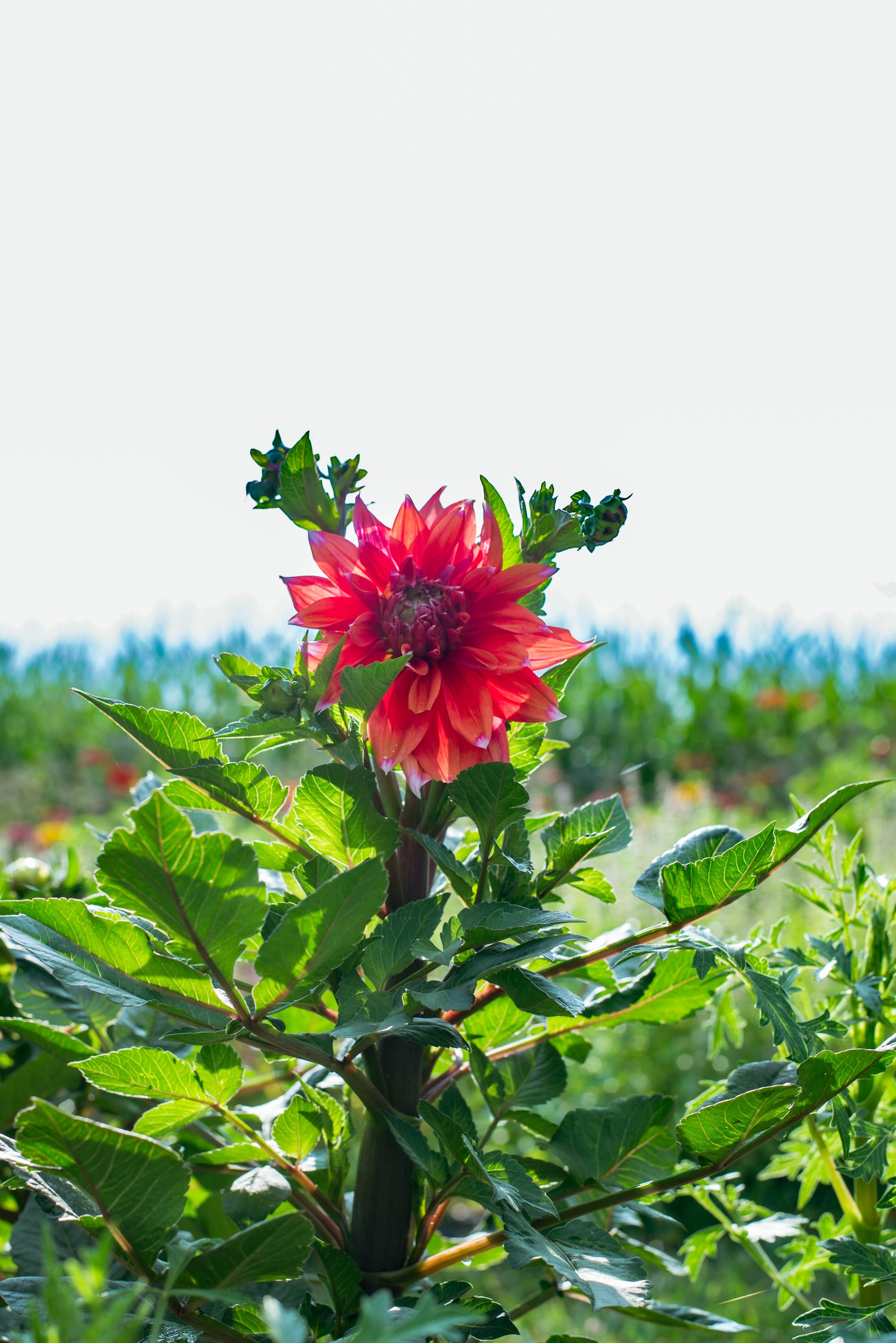 A vibrant red flower with green leaves in a garden or field, with more plants or flowers in the background under a clear sky.