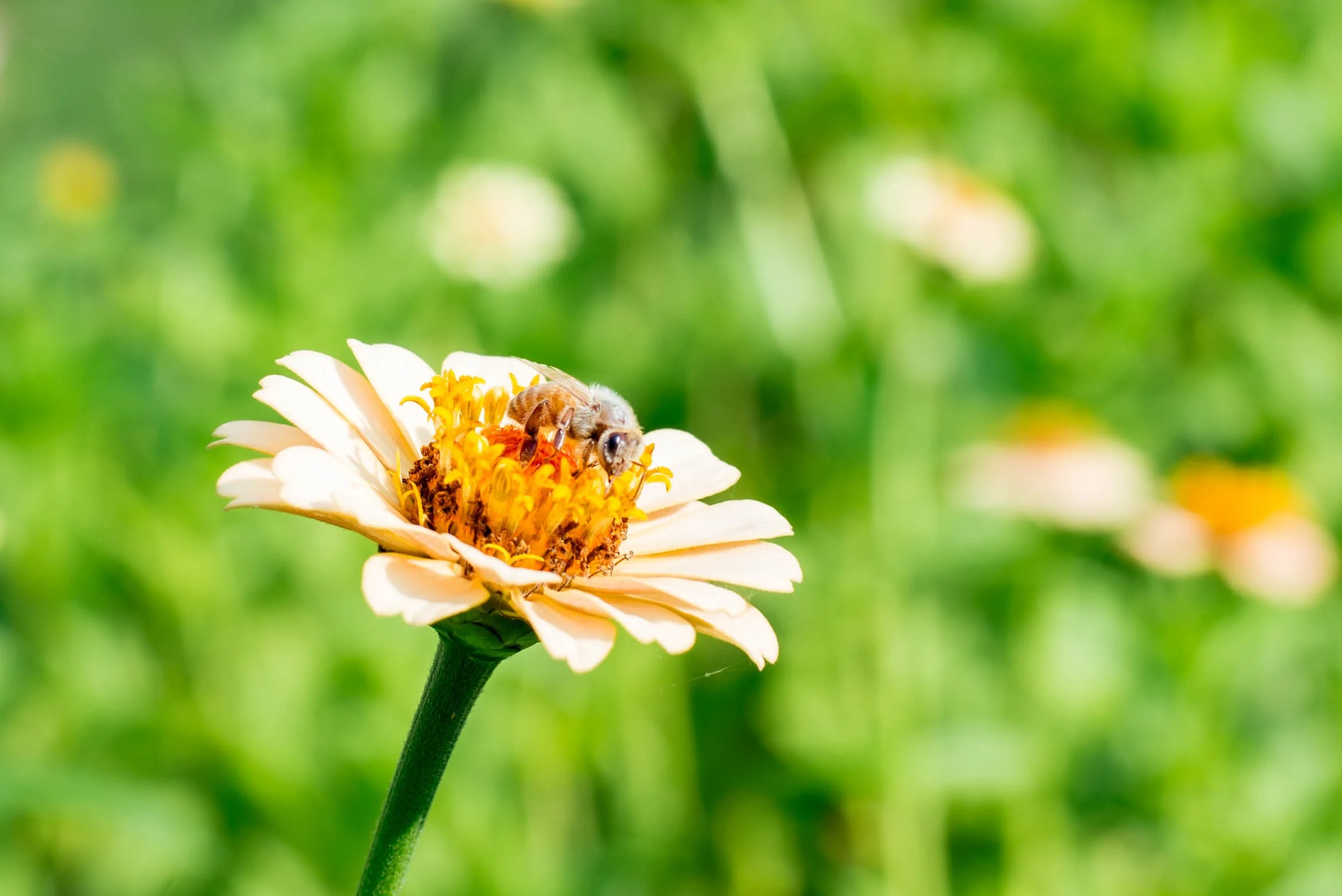A bee collecting nectar from a pale pink flower with a yellow center, set against a blurred green background.