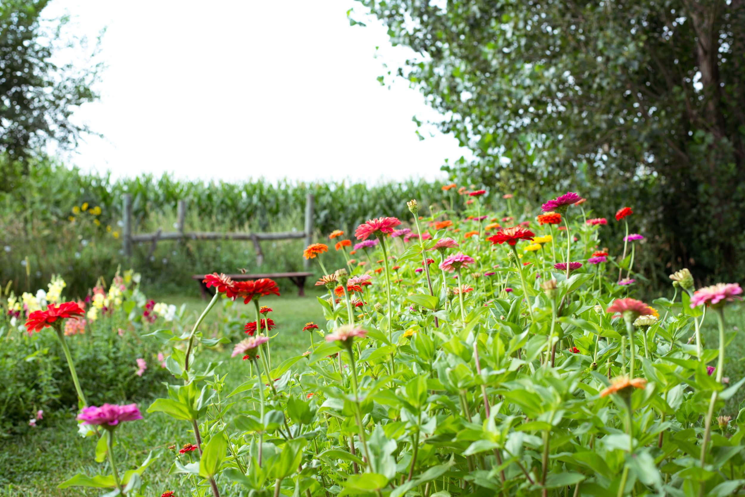 Colorful flowers in a garden with a grassy area, a wooden bench, a wooden fence, and a field of corn in the background under a partly cloudy sky.