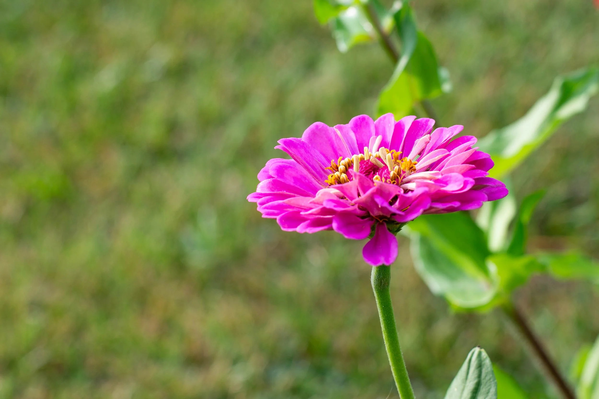 A close-up of a pink flower with yellow center on a green stem, with a blurred green background.