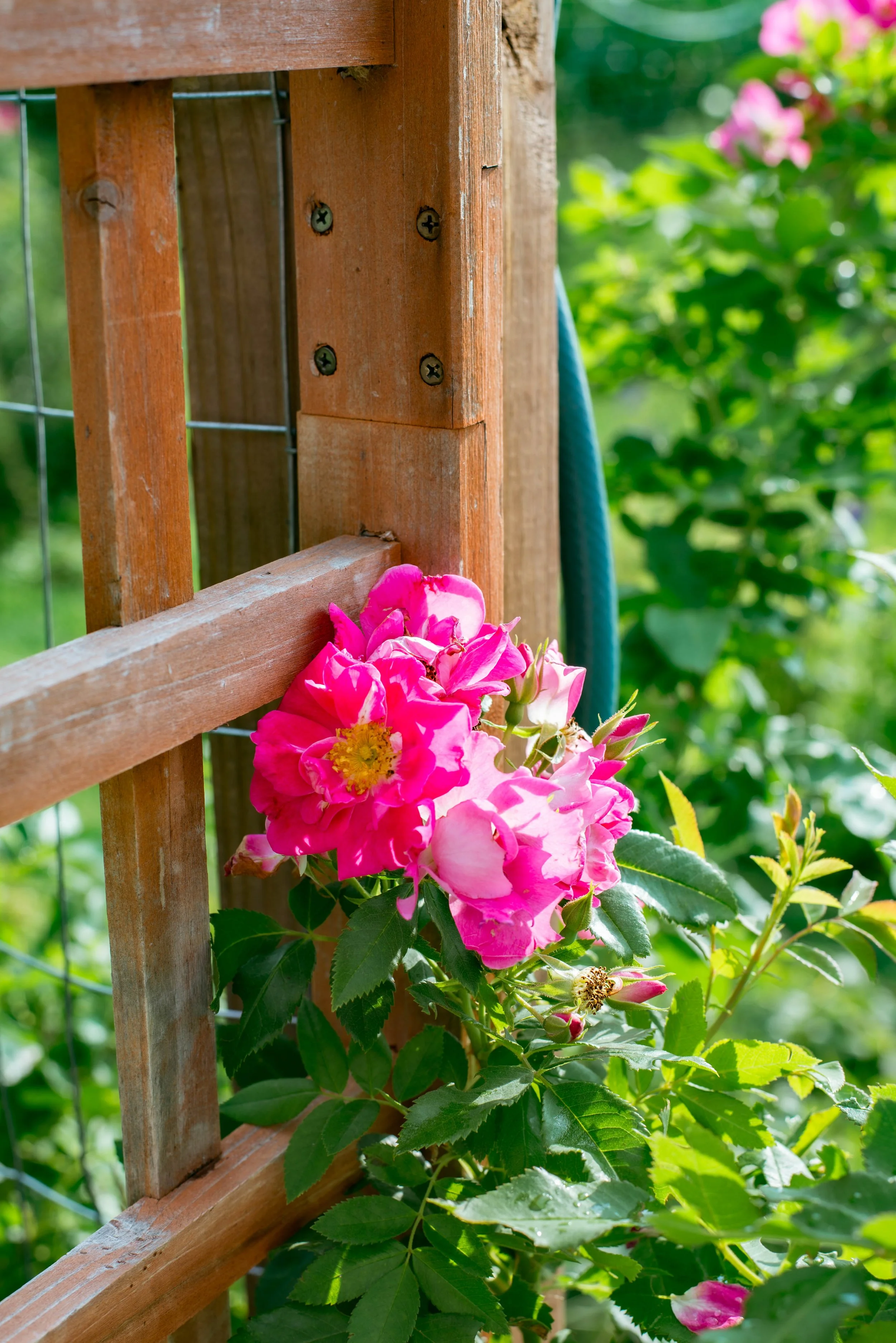 Pink roses growing beside a wooden garden trellis with green foliage in the background.