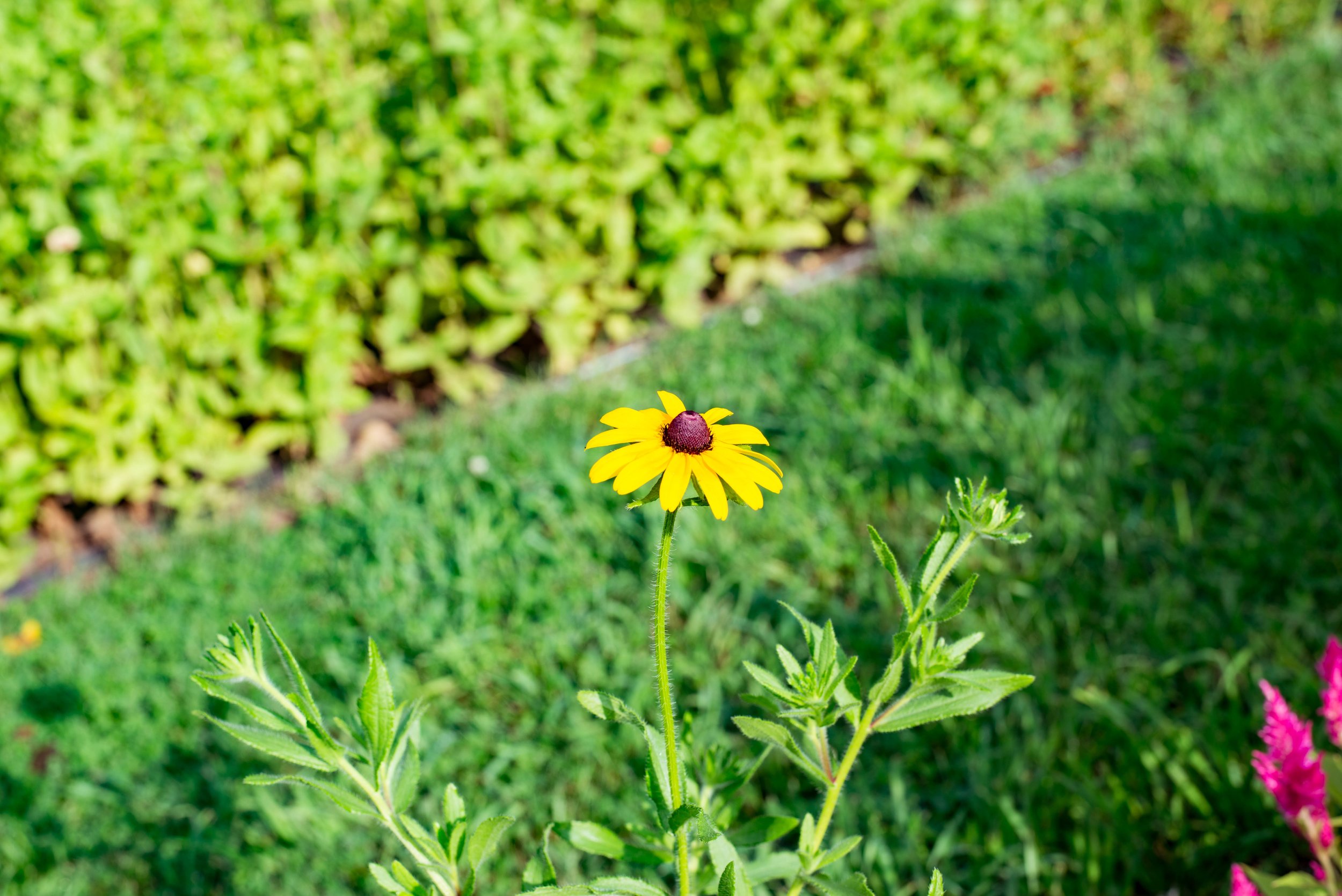 A yellow flower with a dark center growing in a garden, with green grass and a hedge in the background.