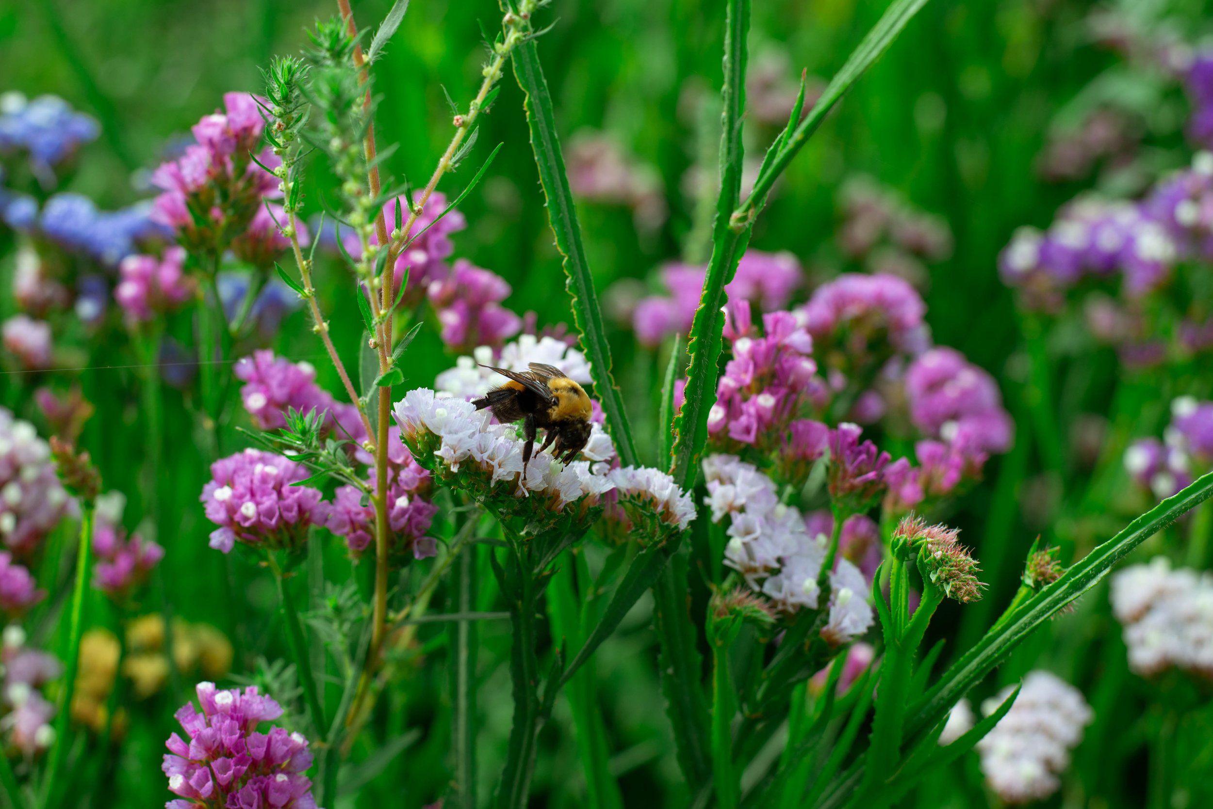 A bee on pink and white flowers in a green field.