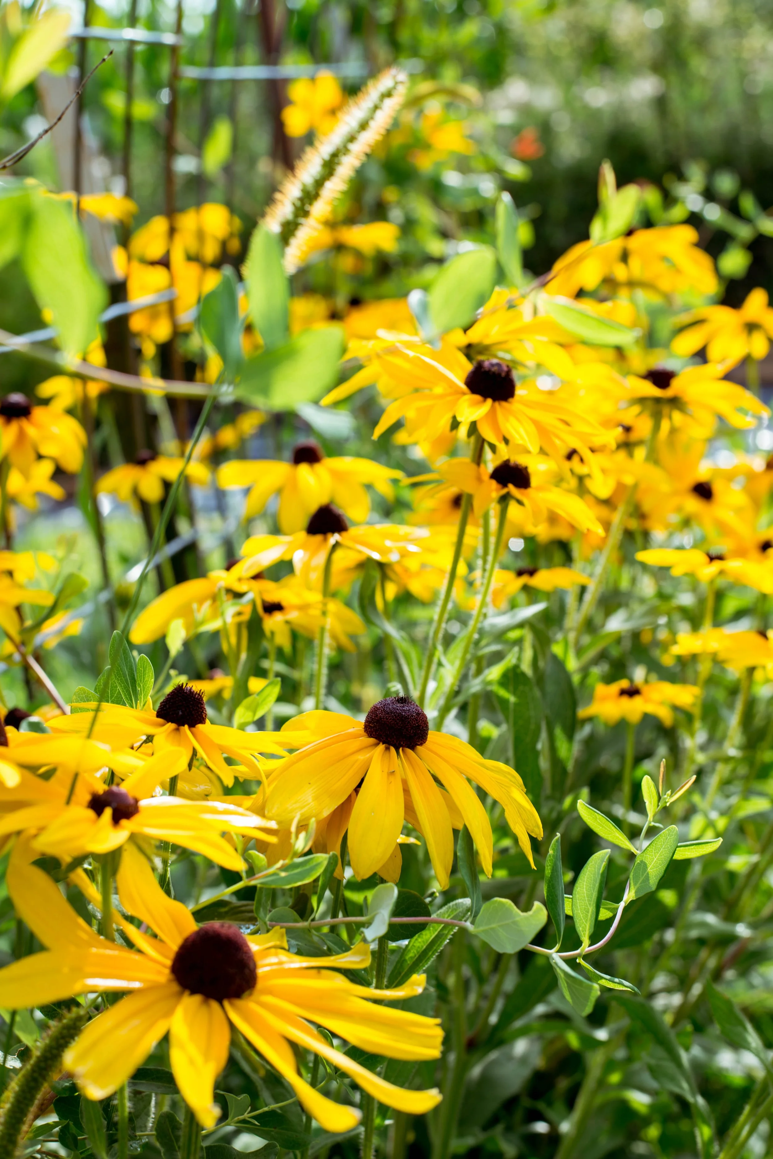 Close-up of yellow flowers with dark brown centers in a garden.