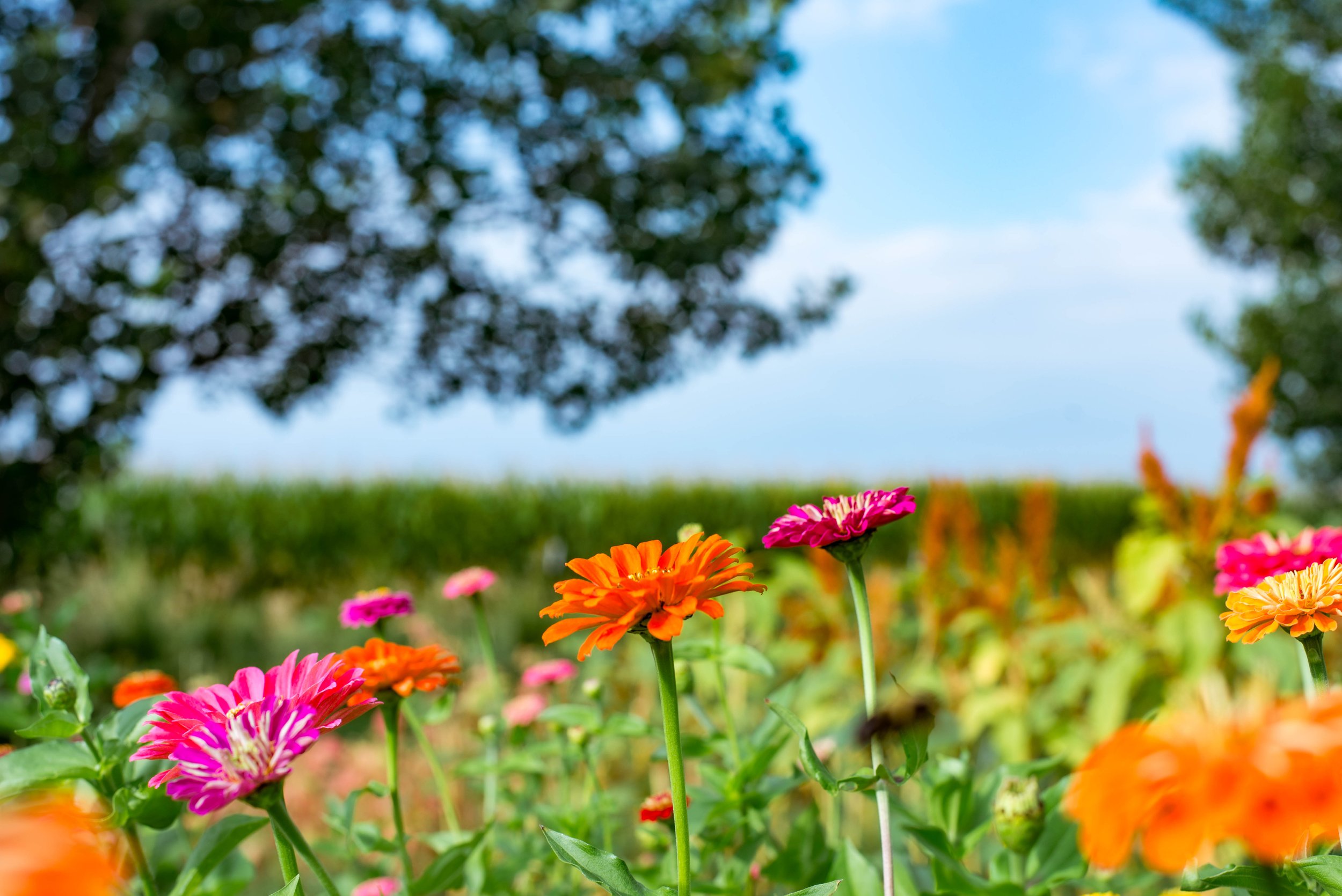 Colorful garden of orange, pink, and purple flowers with a blue sky and trees in the background.