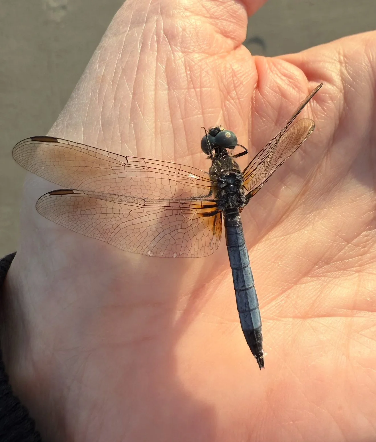 A Pause Before Flight