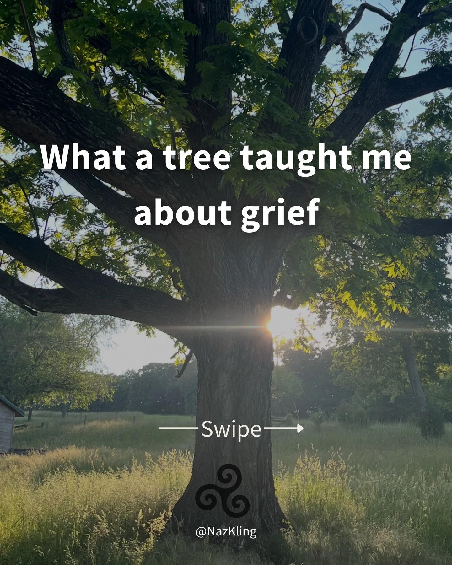 Her name is Great Grandmother Wisdom Tree.
She is 160 years old.
And she became my greatest teacher in grief.

She didn&rsquo;t fix anything.
She didn&rsquo;t take the pain away.

She showed me how to stay.

If you&rsquo;re moving through grief right