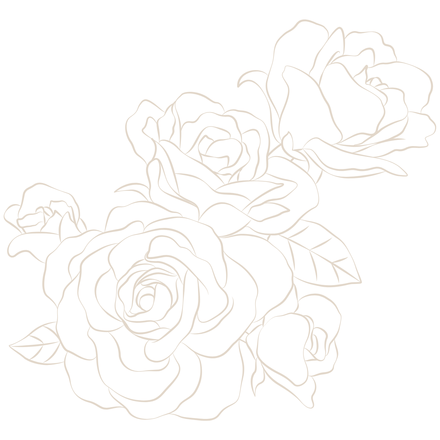 Line drawing of four roses with leaves