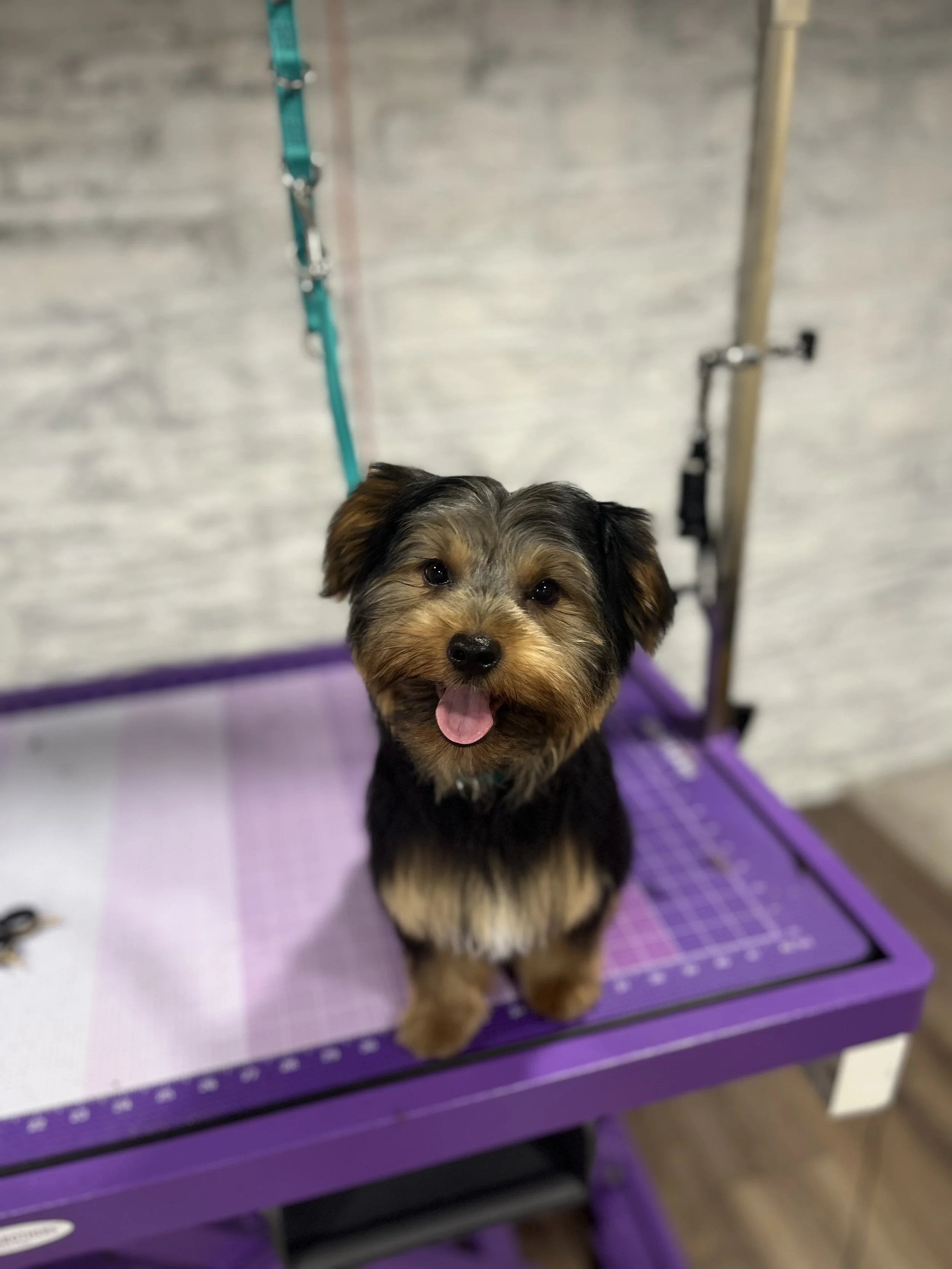 A small black and brown dog with a happy expression, sitting on a purple grooming table, looking at the camera after grooming.
