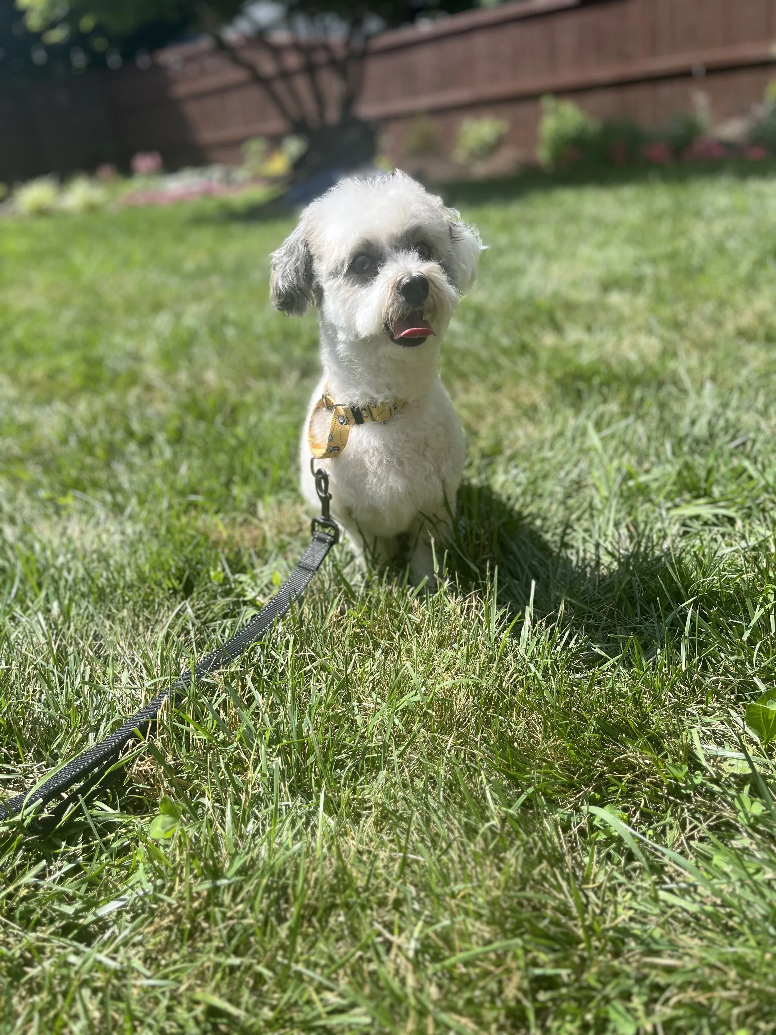A small white and gray dog sitting on green grass in a backyard with a blurred background of a wooden fence and plants.