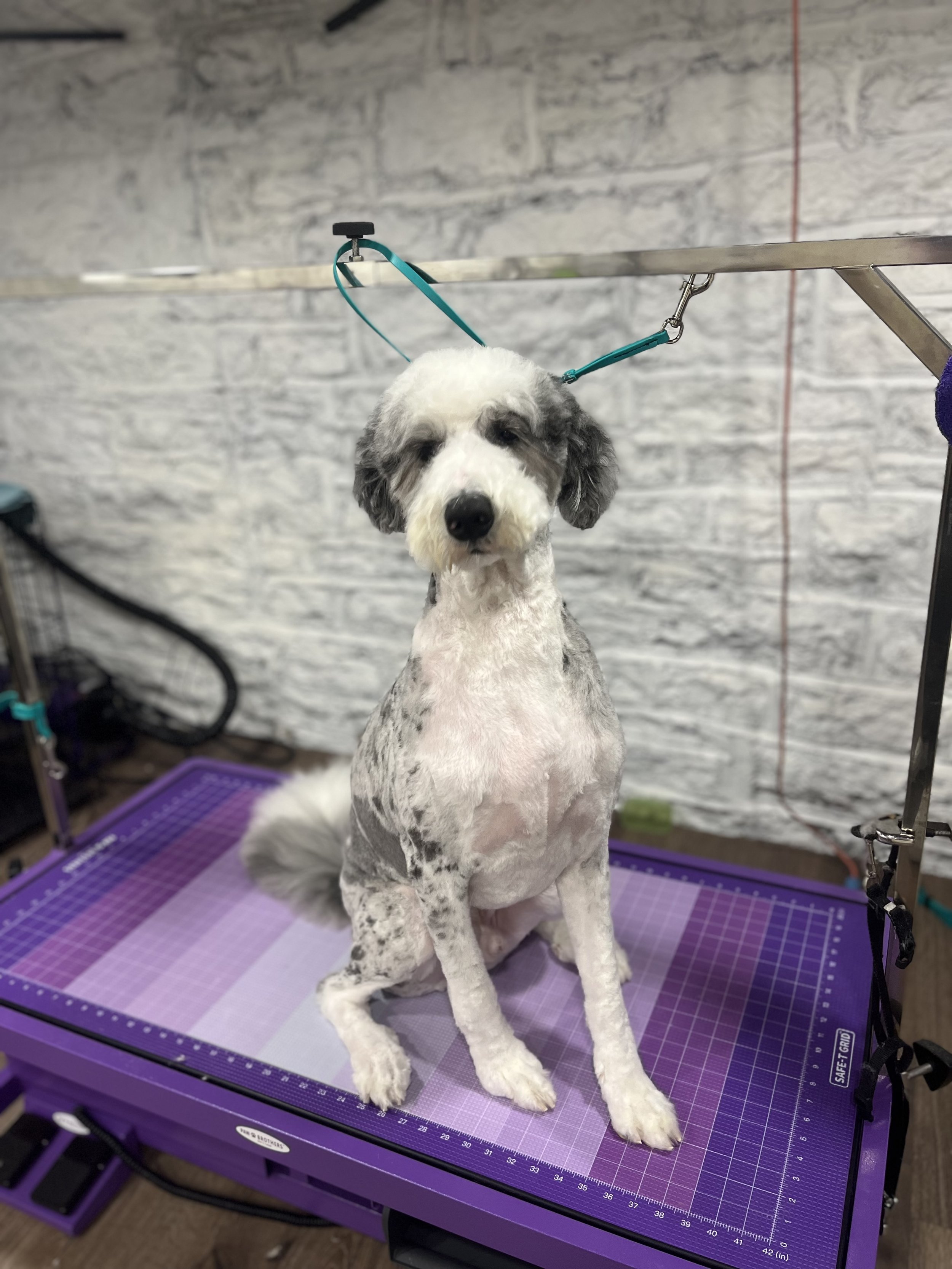 A dog with a black nose and gray and white fur on a grooming table, with a white brick wall background.