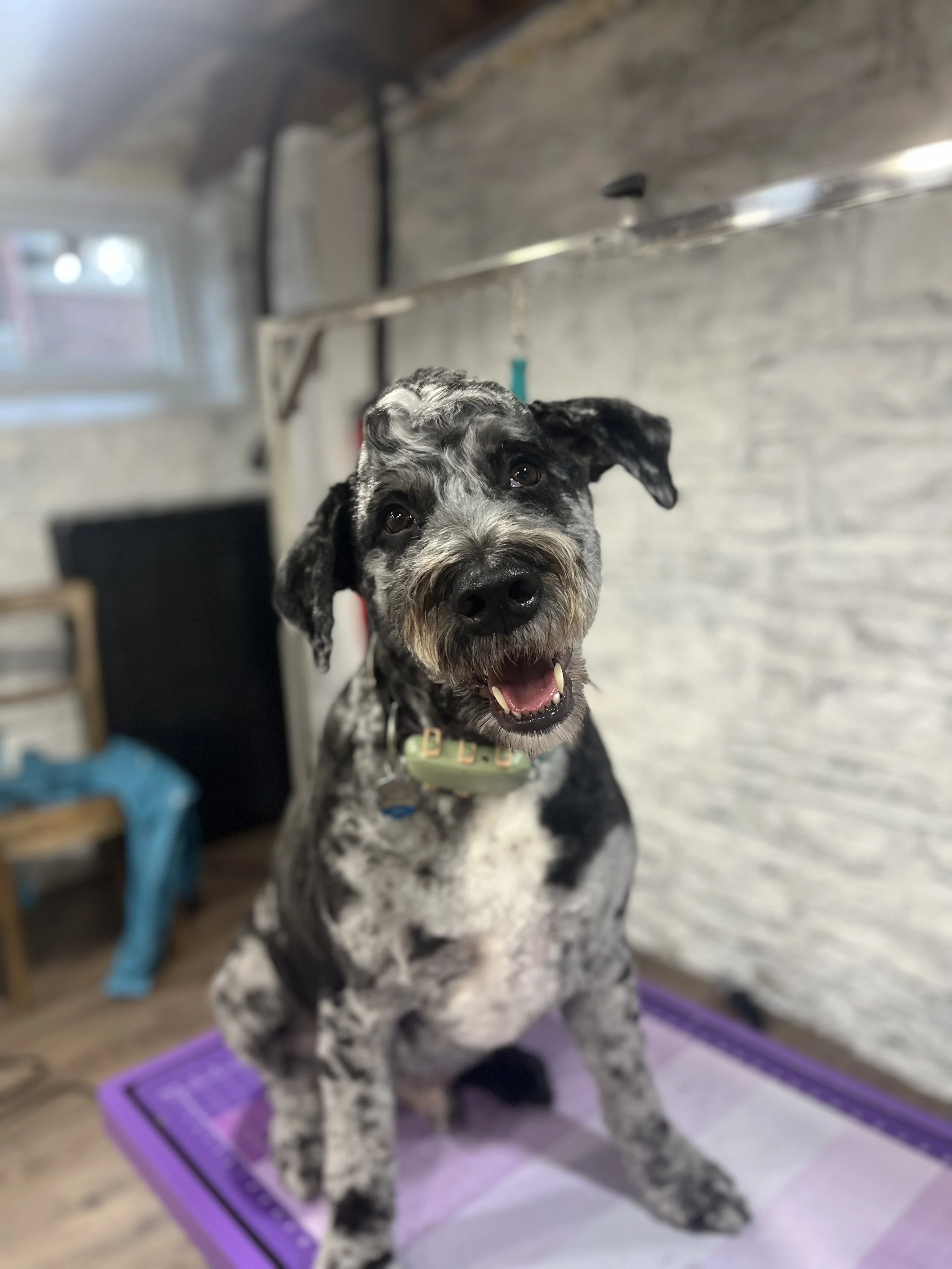 Happy Aussie doodle dog with a black, gray, and white coat sitting on a purple grooming mat inside a grooming station.