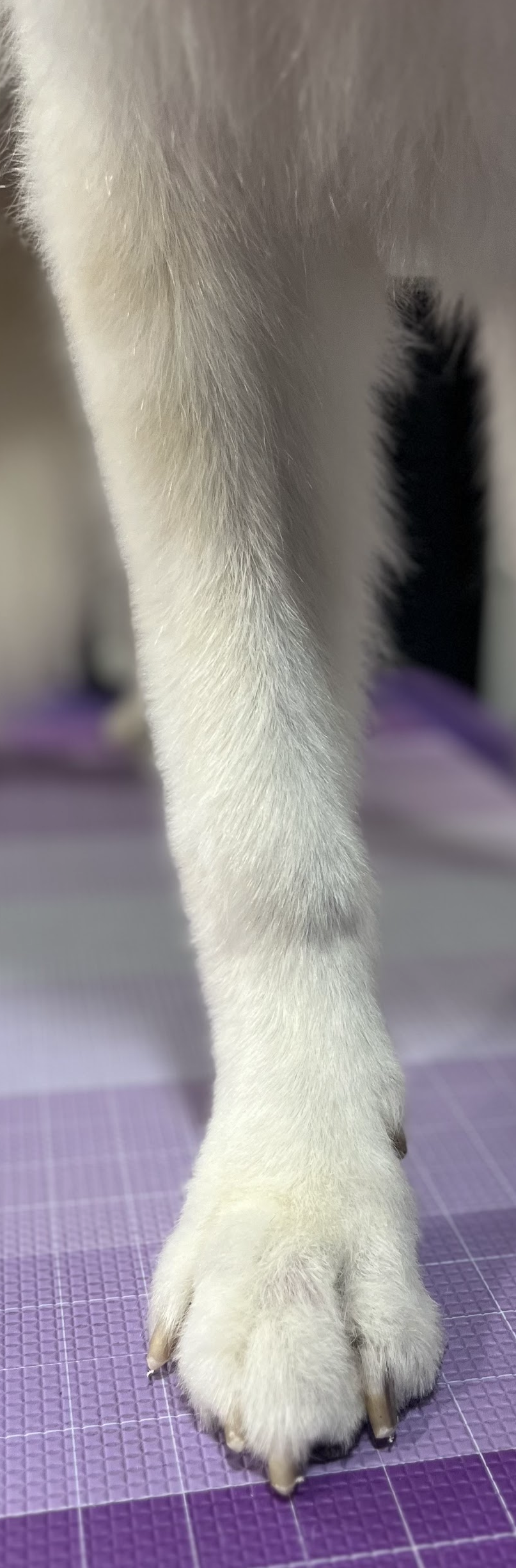 Close-up of a cat's paw with white fur, resting on a purple textured surface.