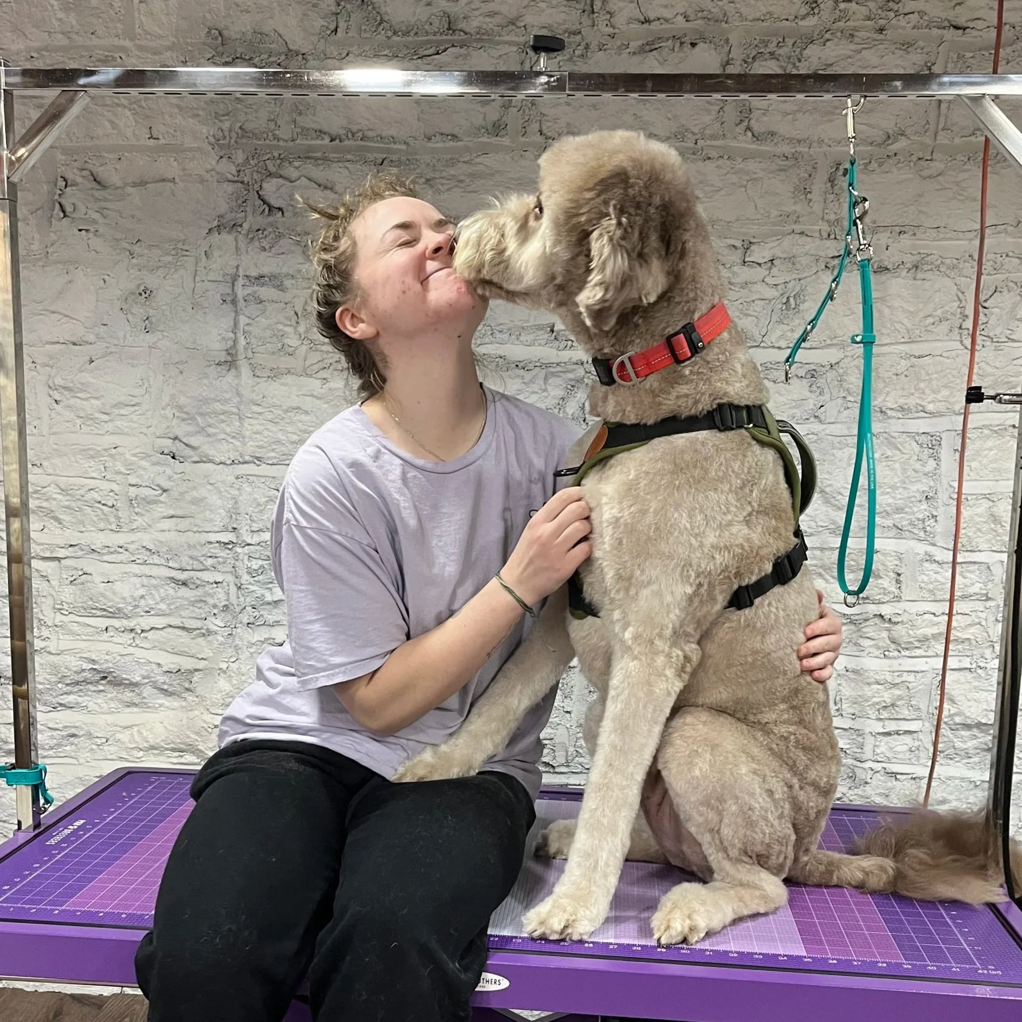 A woman sitting on a grooming table with a large retriever mix dog, both touching noses, in a grooming salon with a white brick wall in the background.