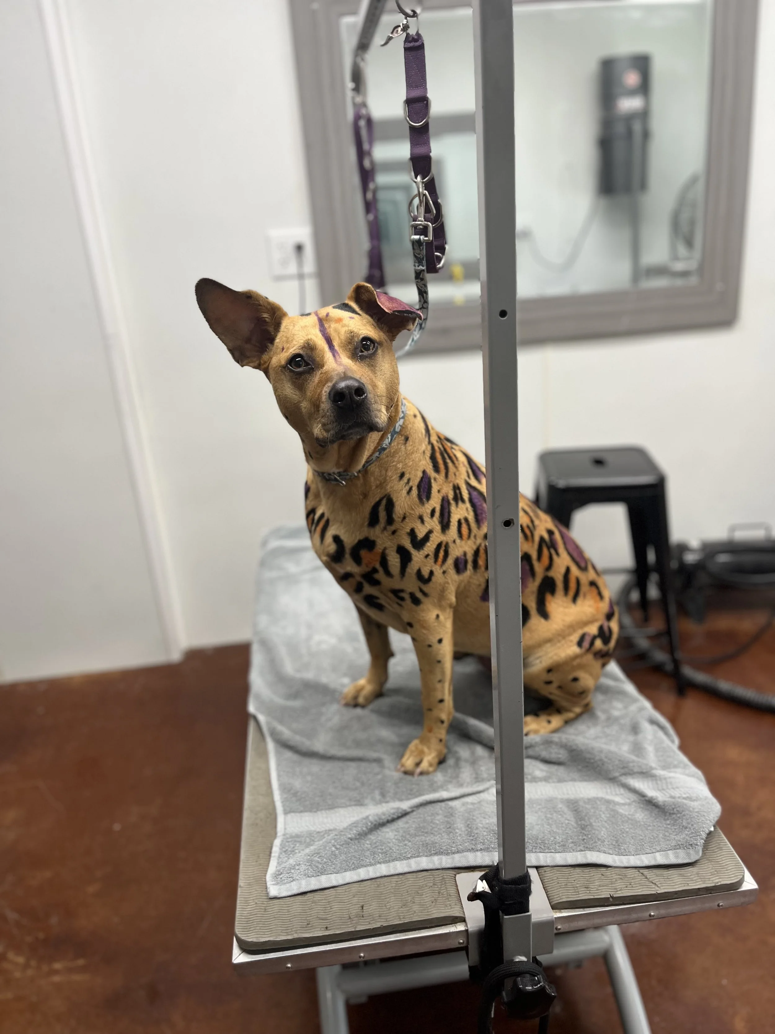 A small dog with tan and black fur, sitting on a grooming table, covered in dog grooming dye, during a grooming session at a pet salon.