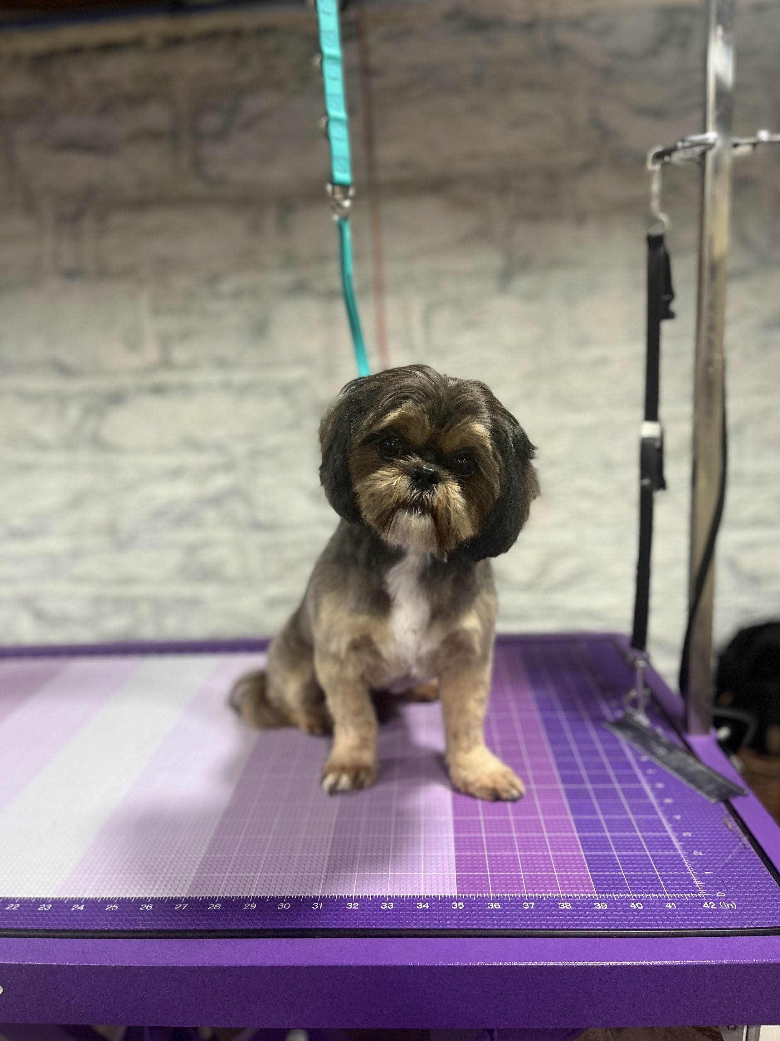 A cute small dog with brown and black fur sitting on a purple grooming table with a grey textured wall in the background.