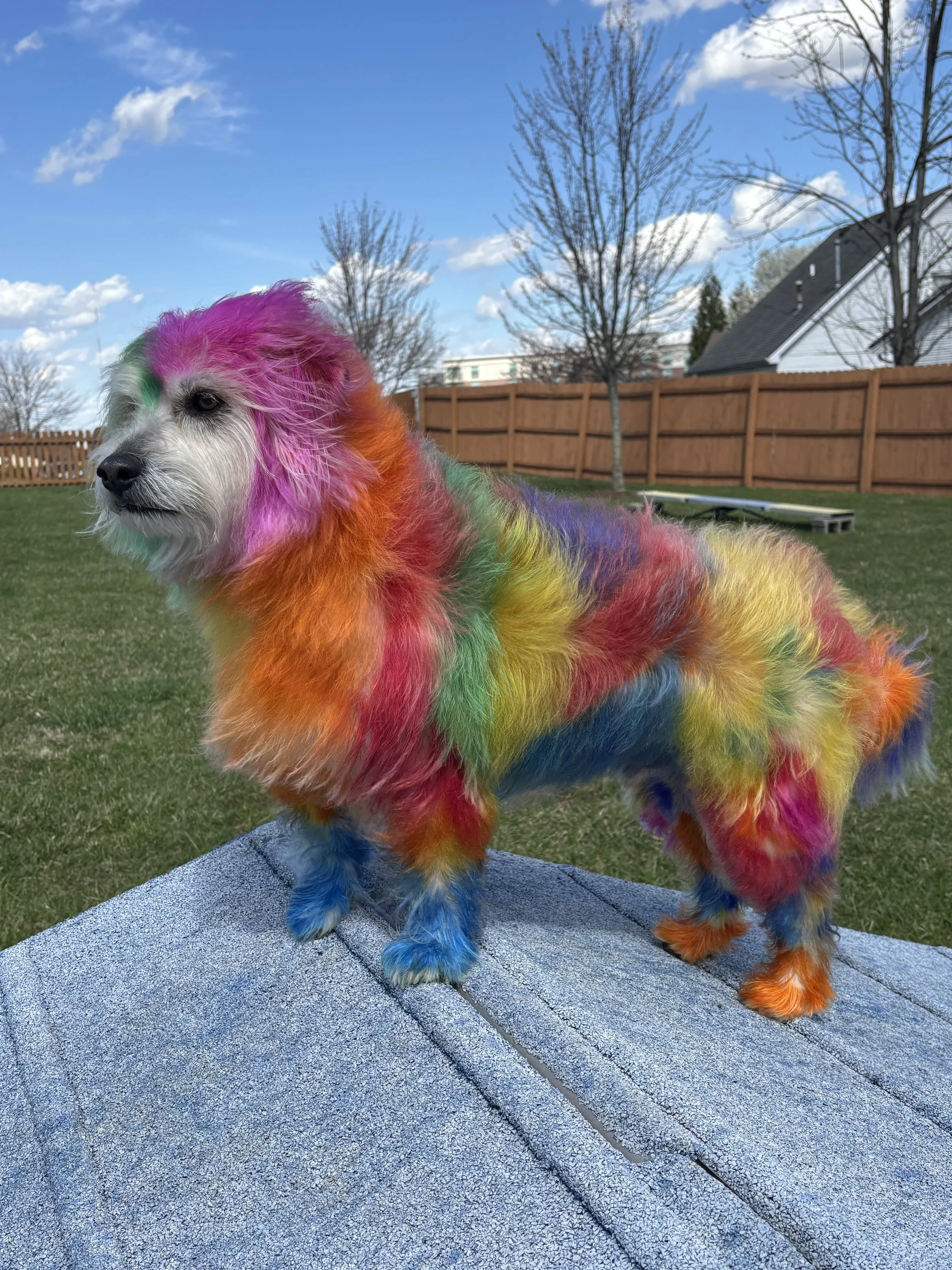 A dog with long hair standing on a platform outdoors, covered in rainbow-colored fur and paint, with a grassy yard, a wooden fence, and a blue sky with clouds in the background.