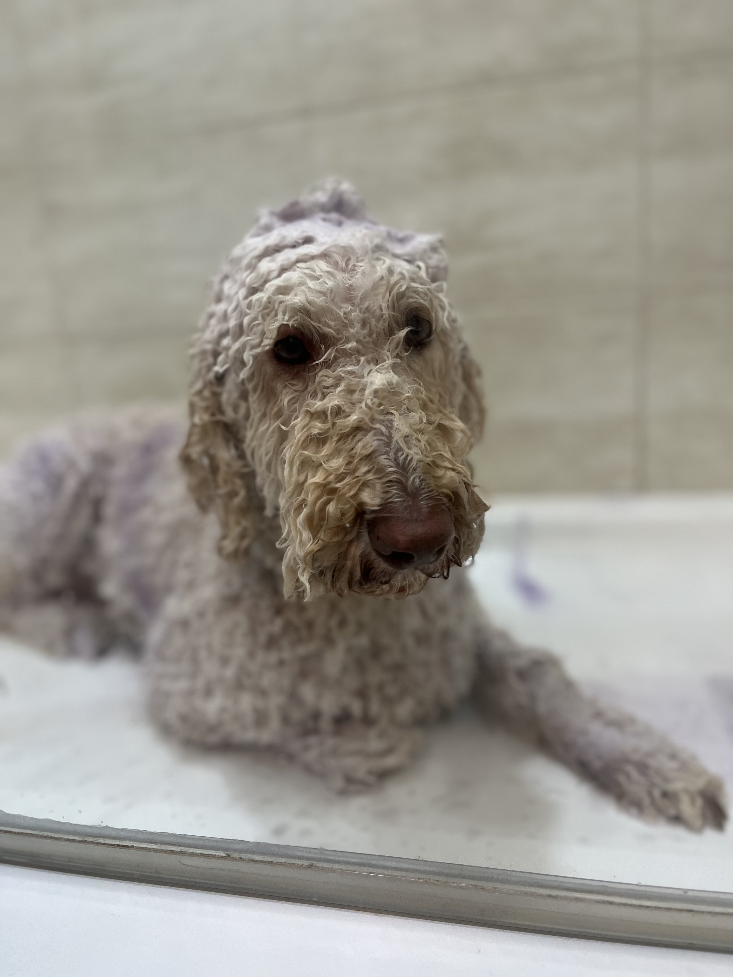 A dog with curly, cream-colored fur sitting behind a glass window, looking at the camera.