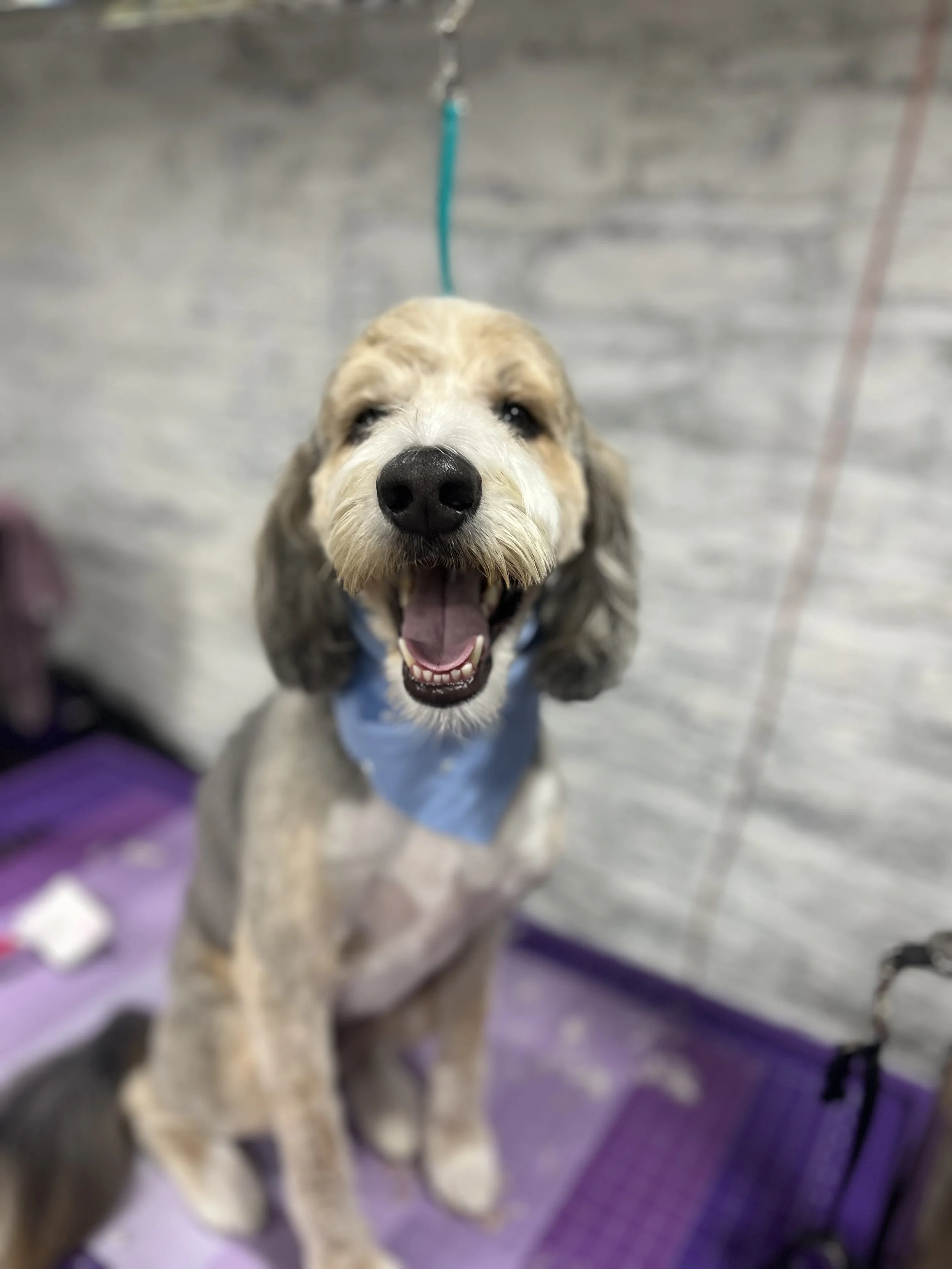 A happy doodle dog with a blue bandana, sitting on a purple grooming table, in a grooming or vet area.