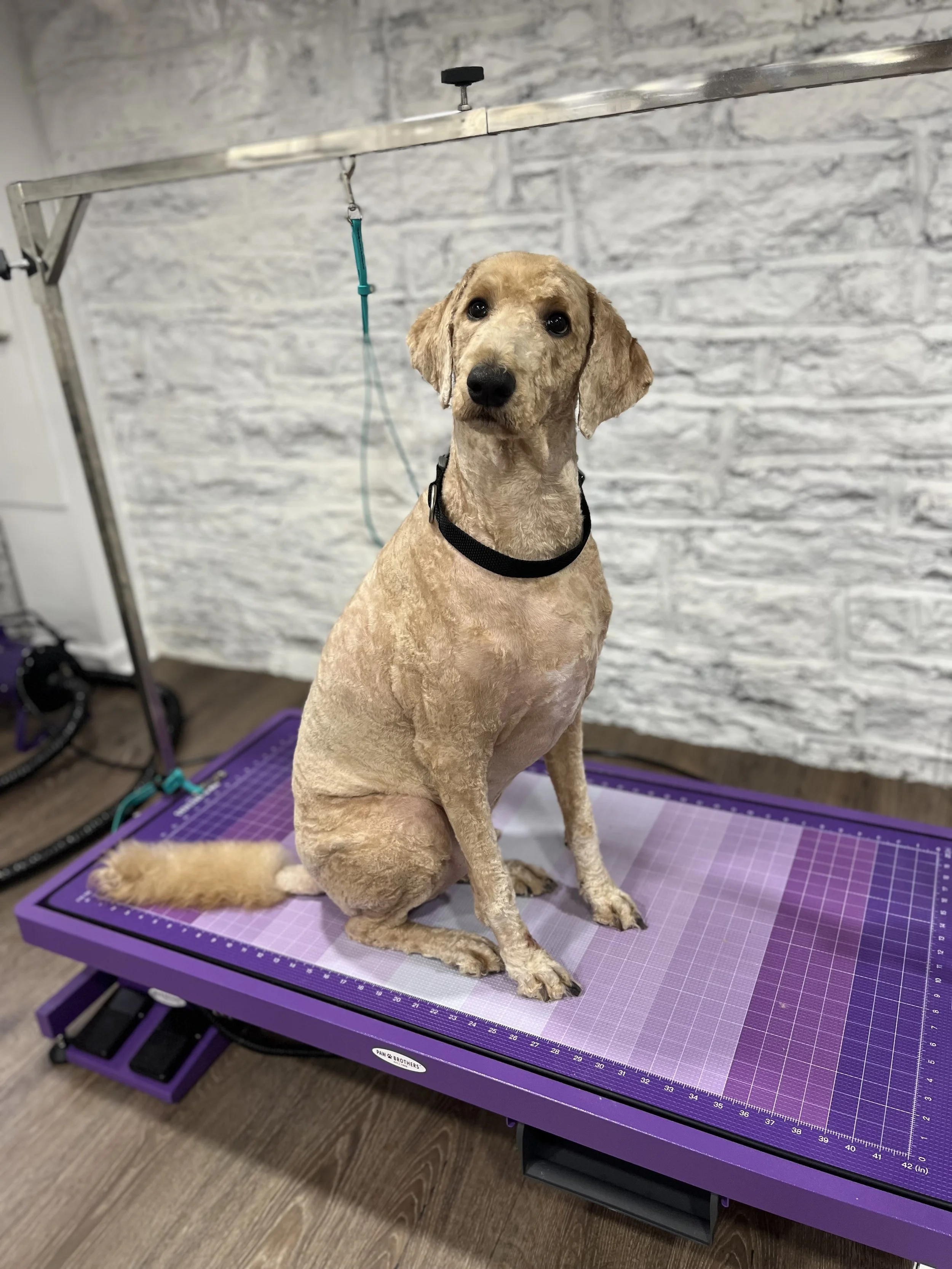 A dog sitting on a purple grooming table at a pet grooming salon.
