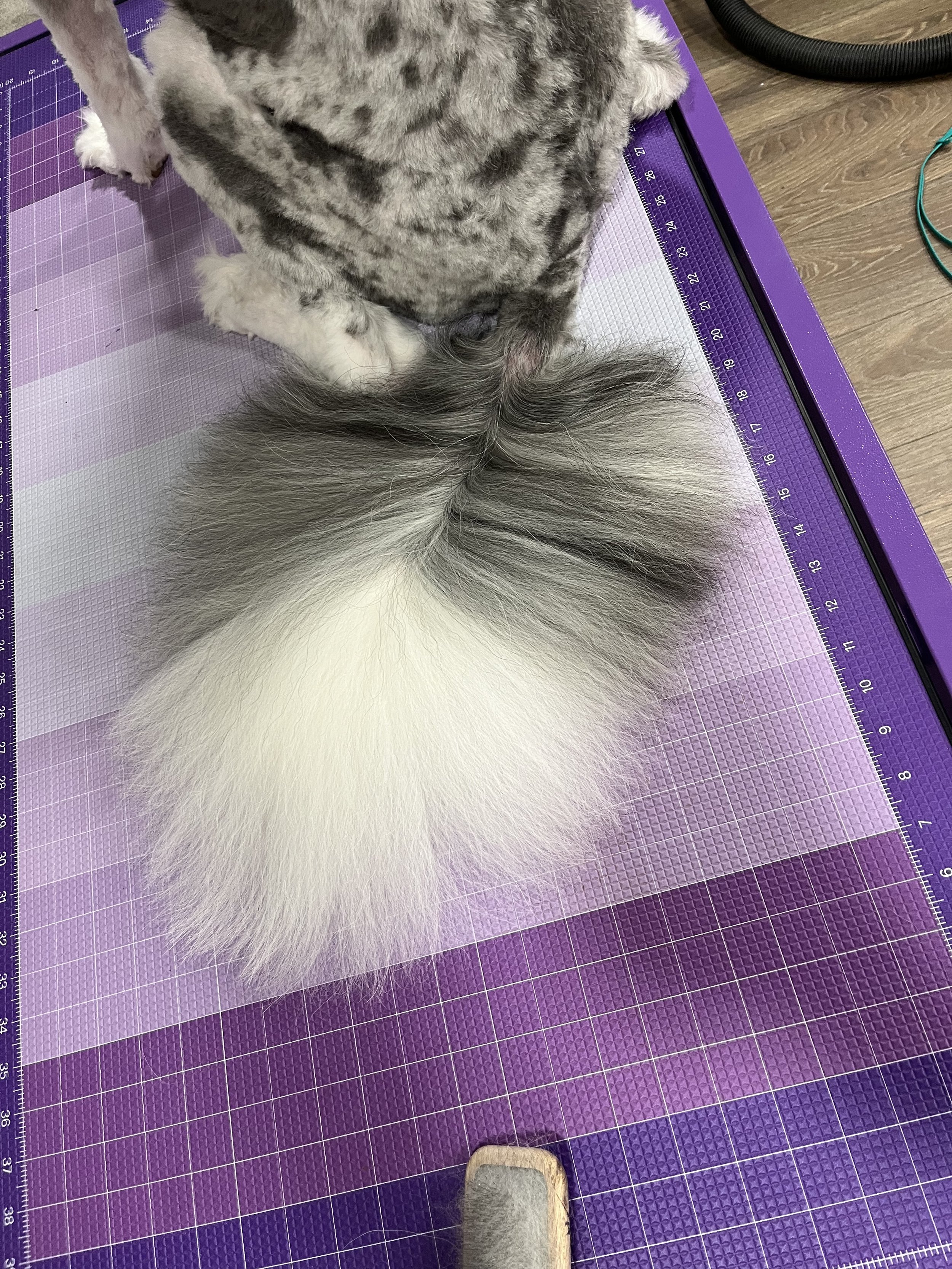 A fluffy, mostly white dog with dark gray markings on its back and tail, sitting on a purple cutting mat with measurement markings, with part of a grooming table and a vacuum hose visible in the background.