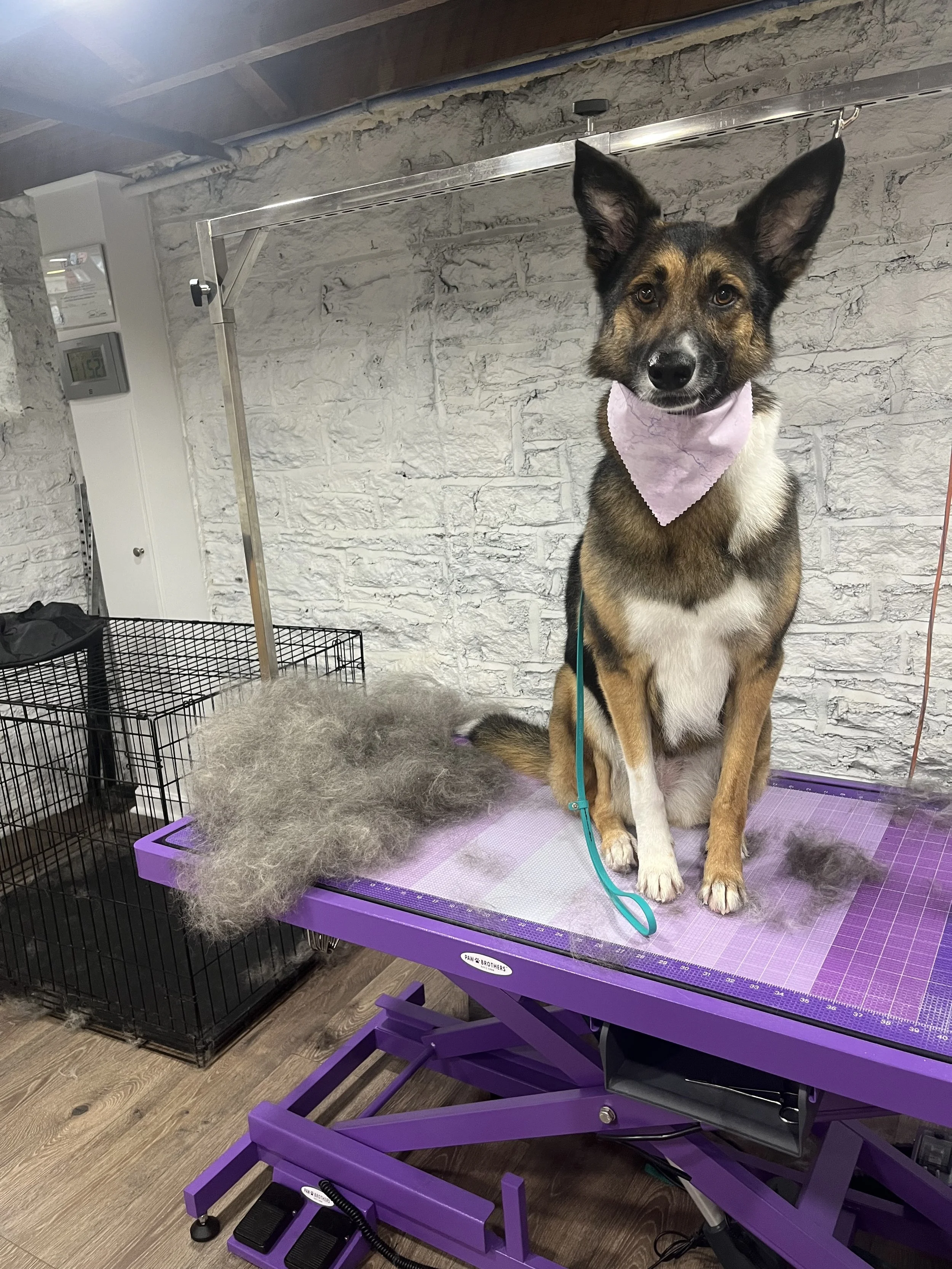 A dog sitting on a grooming table with a pink bandana, surrounded by gray fur clippings, in a grooming salon with a white brick wall and grooming cage in the background.
