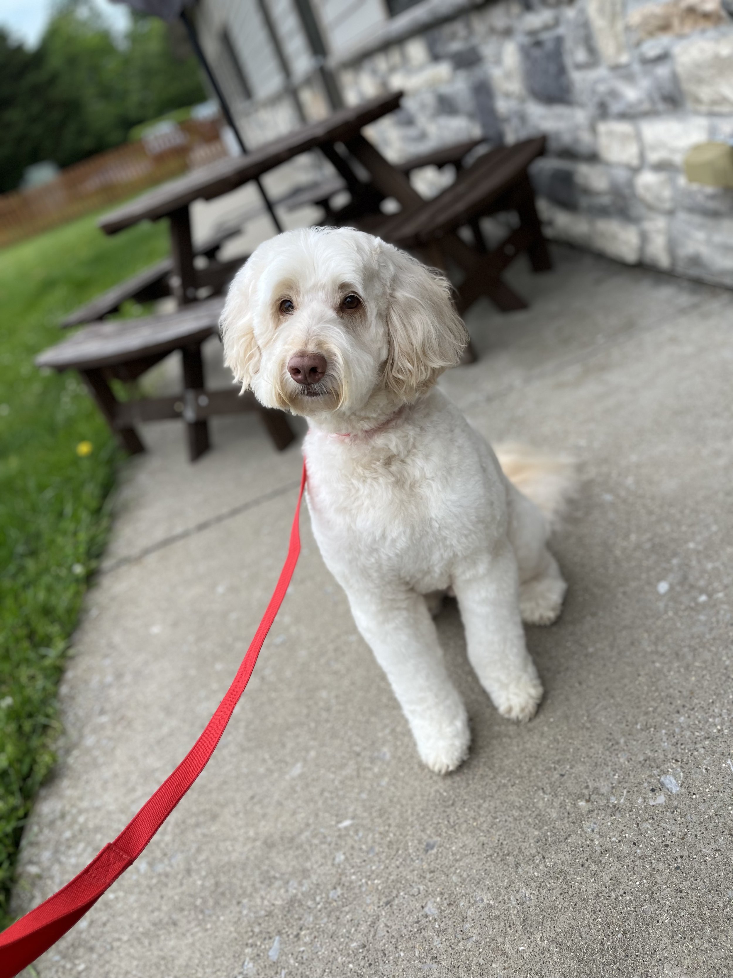 A white dog with floppy ears and a purple nose, sitting on a concrete surface with a red leash, in front of a stone wall and wooden picnic table.
