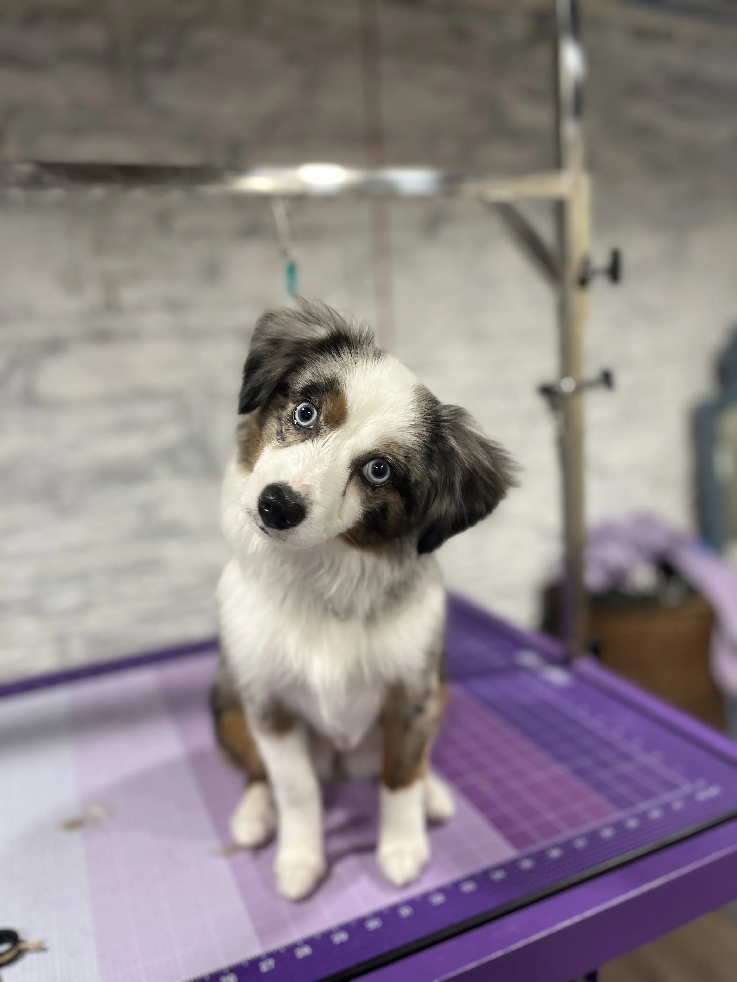 A cute Australian Shepherd puppy with blue eyes sitting on a grooming table.