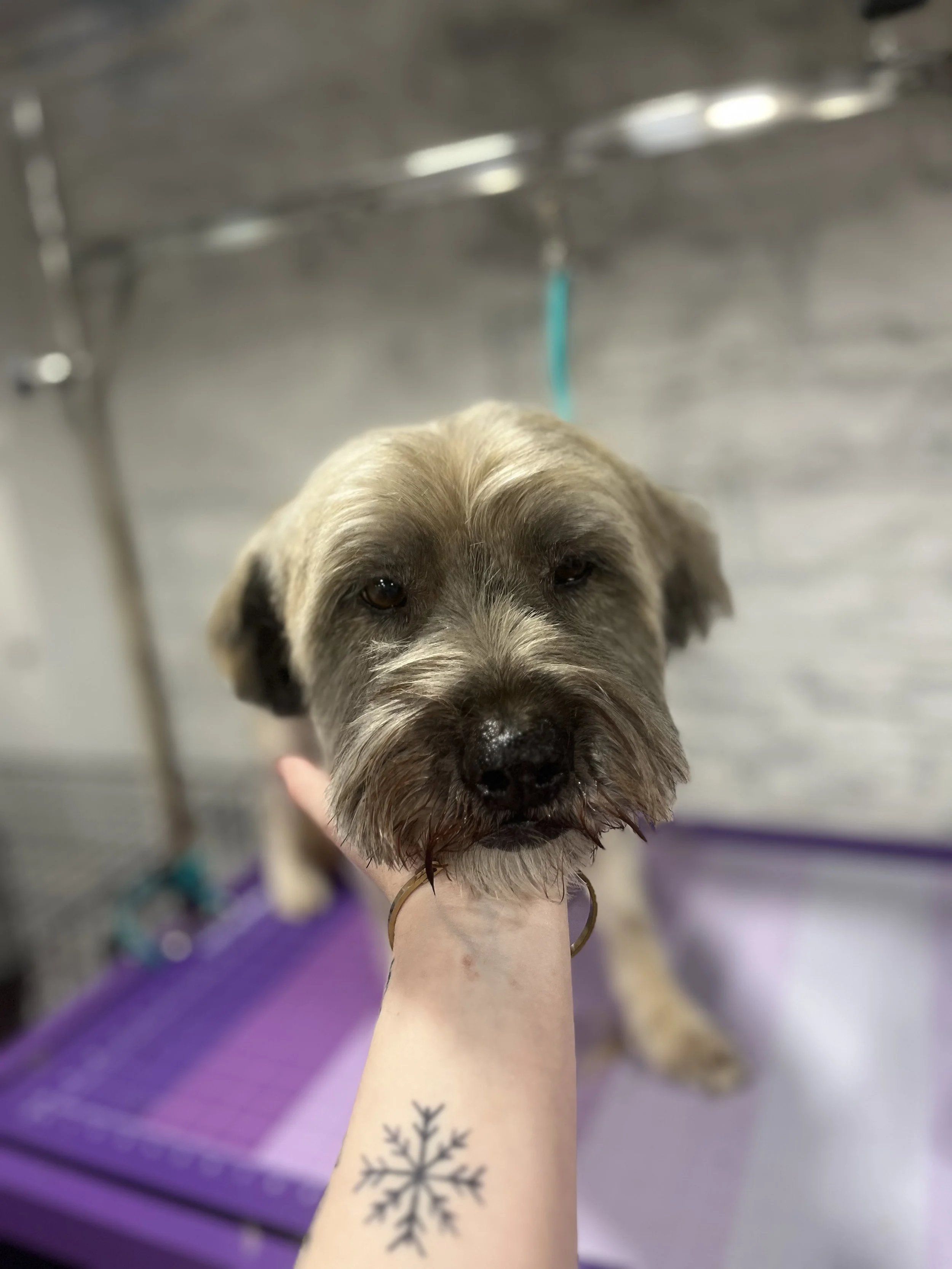 A dog with gray and brown fur being gently held by a person's hand, with a tattoo of a snowflake on their wrist, in a veterinary or grooming setting with metal and purple surfaces.